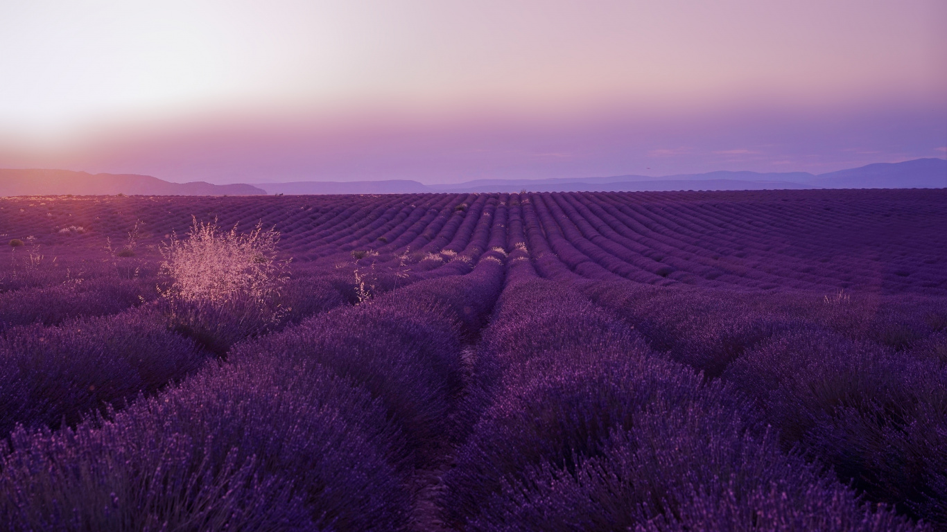 Purple Flower Field During Daytime. Wallpaper in 1366x768 Resolution