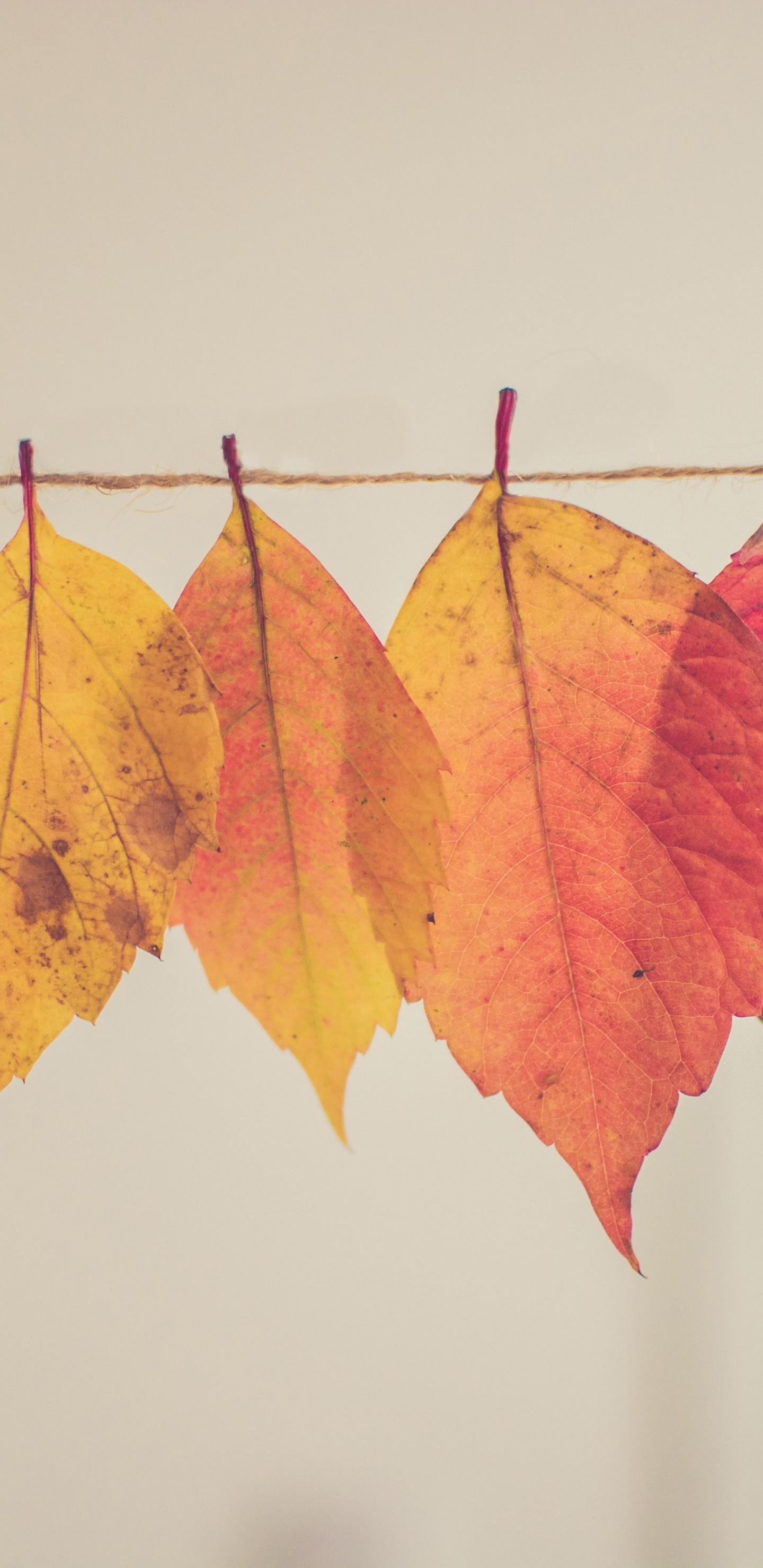 Autumn Creative, Autumn, Plant, Leaf, Orange. Wallpaper in 1440x2960 Resolution