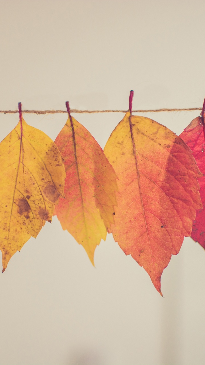 Herbst Kreativ, Herbst, Blatt, Orange, Holz. Wallpaper in 720x1280 Resolution