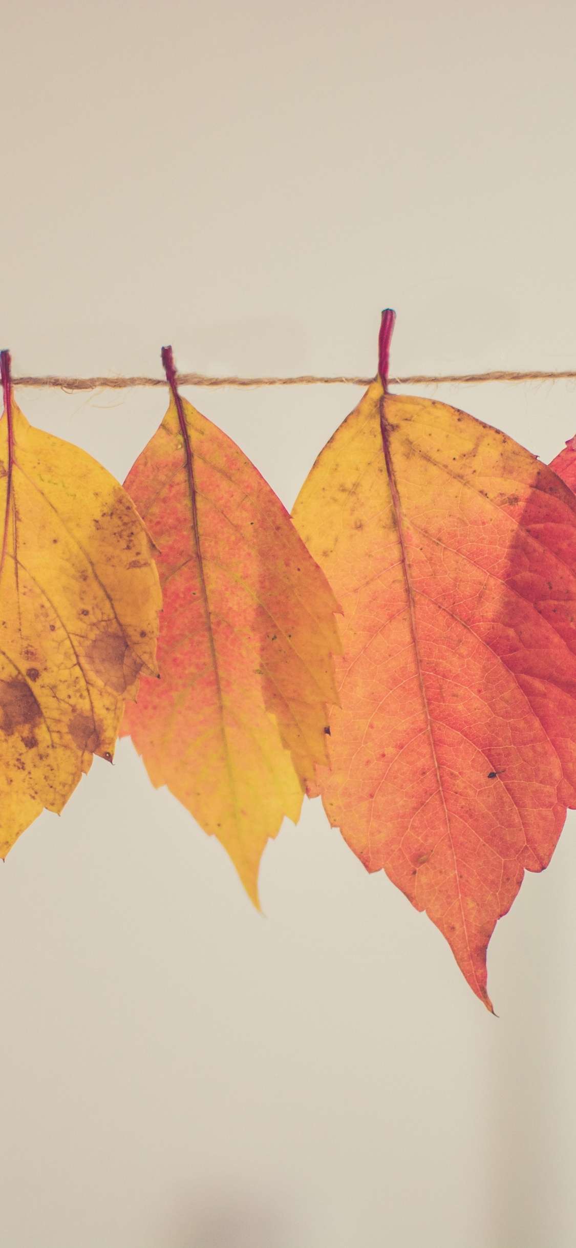 Otoño Creativo, Naranja, Madera, Ramita, Tintes y Matices. Wallpaper in 1125x2436 Resolution