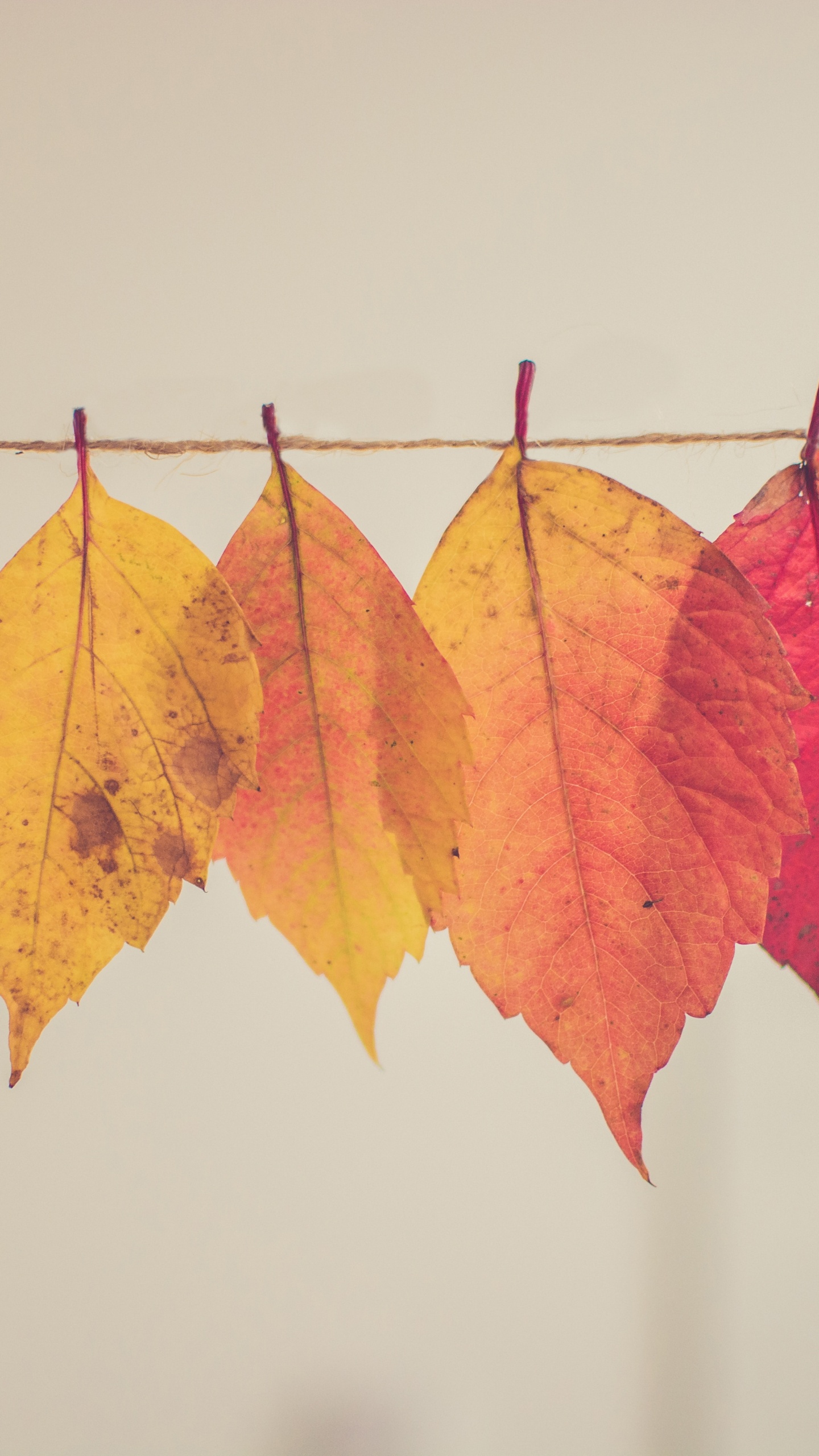 Otoño Creativo, Naranja, Madera, Ramita, Tintes y Matices. Wallpaper in 1440x2560 Resolution