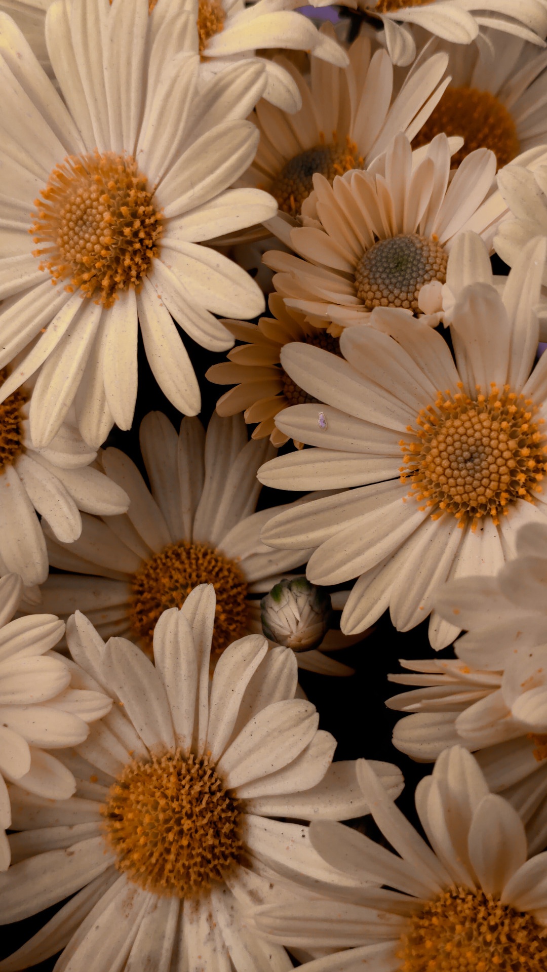 Icône de L'App Store de Printemps, Icône, Application de Paramètres, White, Pétale. Wallpaper in 1080x1920 Resolution