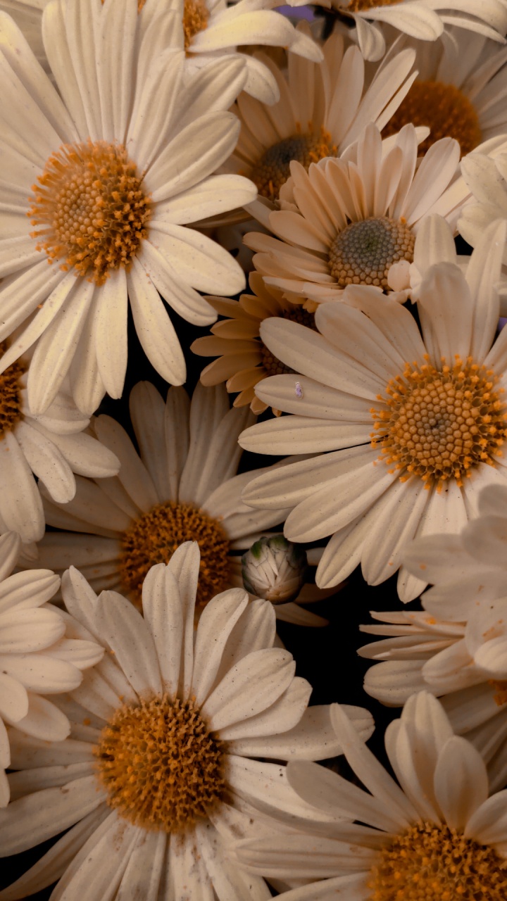 Icône de L'App Store de Printemps, Icône, Application de Paramètres, White, Pétale. Wallpaper in 720x1280 Resolution