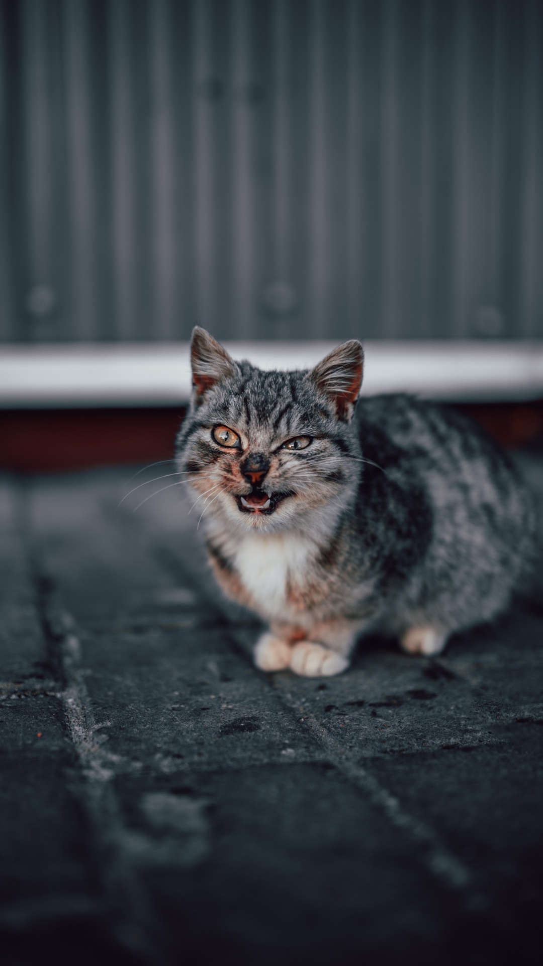 Brown Tabby Cat on Black Concrete Floor. Wallpaper in 1080x1920 Resolution