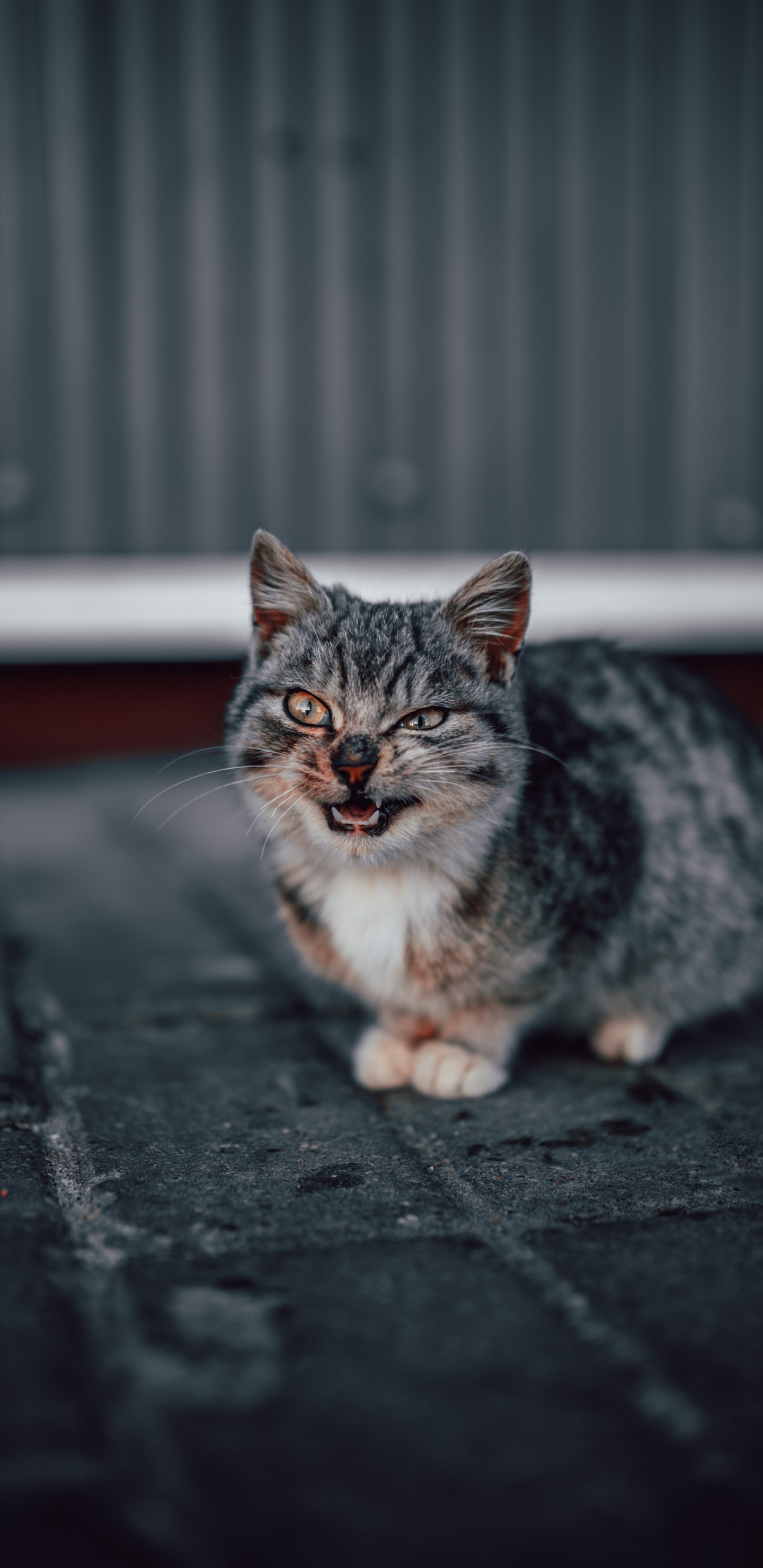 Brown Tabby Cat on Black Concrete Floor. Wallpaper in 1440x2960 Resolution