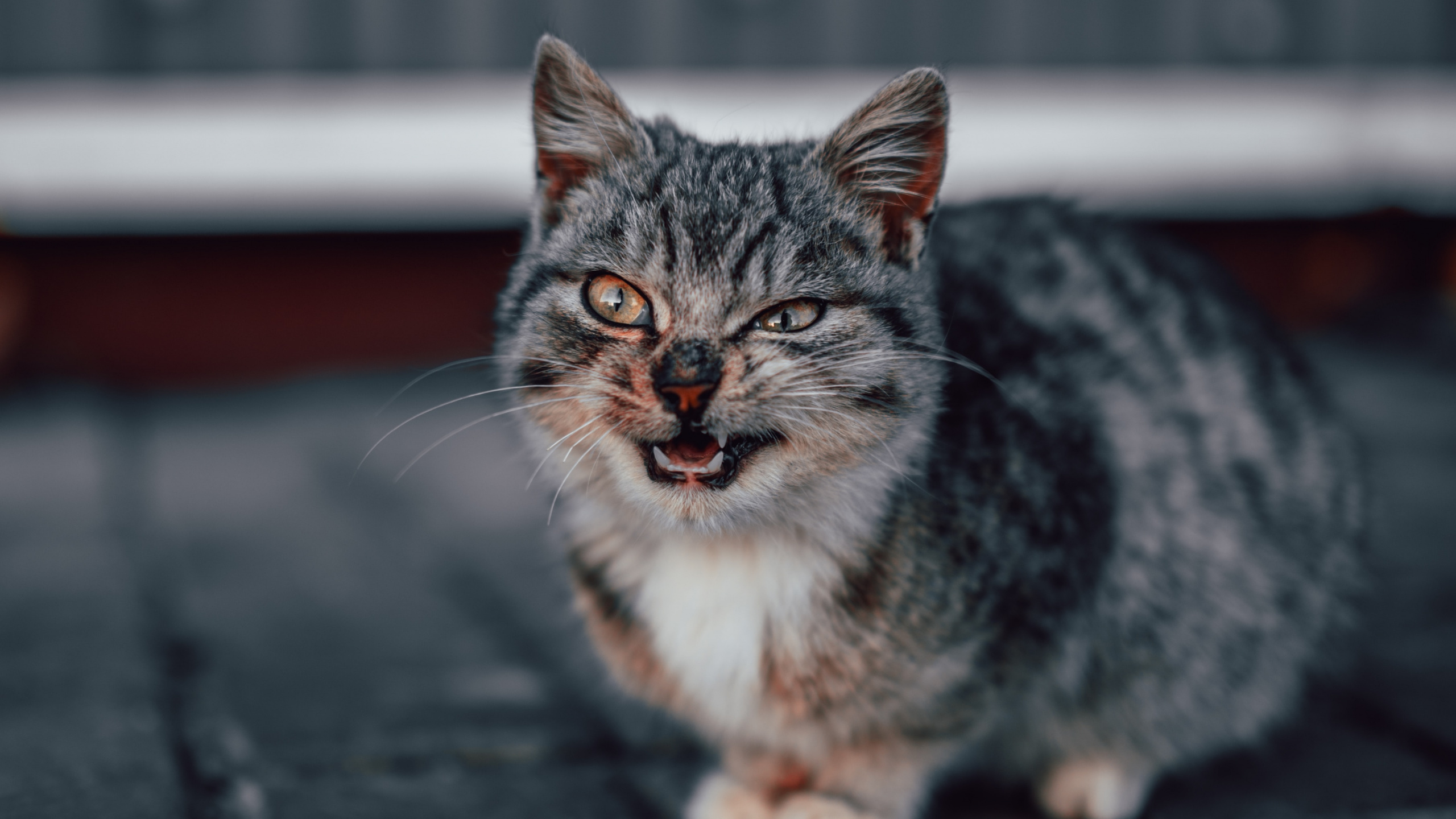 Brown Tabby Cat on Black Concrete Floor. Wallpaper in 2560x1440 Resolution