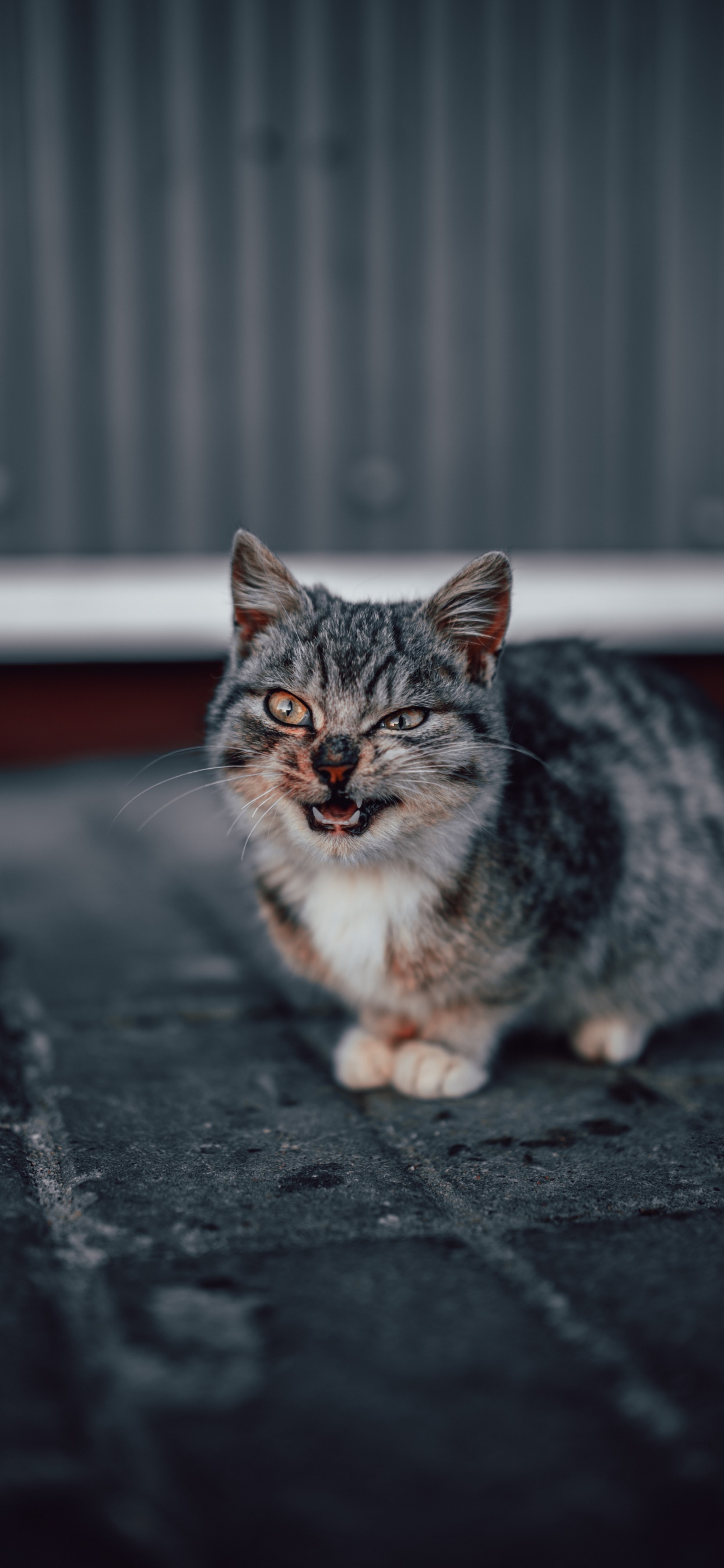 Gato Atigrado Marrón Sobre Piso de Concreto Negro. Wallpaper in 1242x2688 Resolution