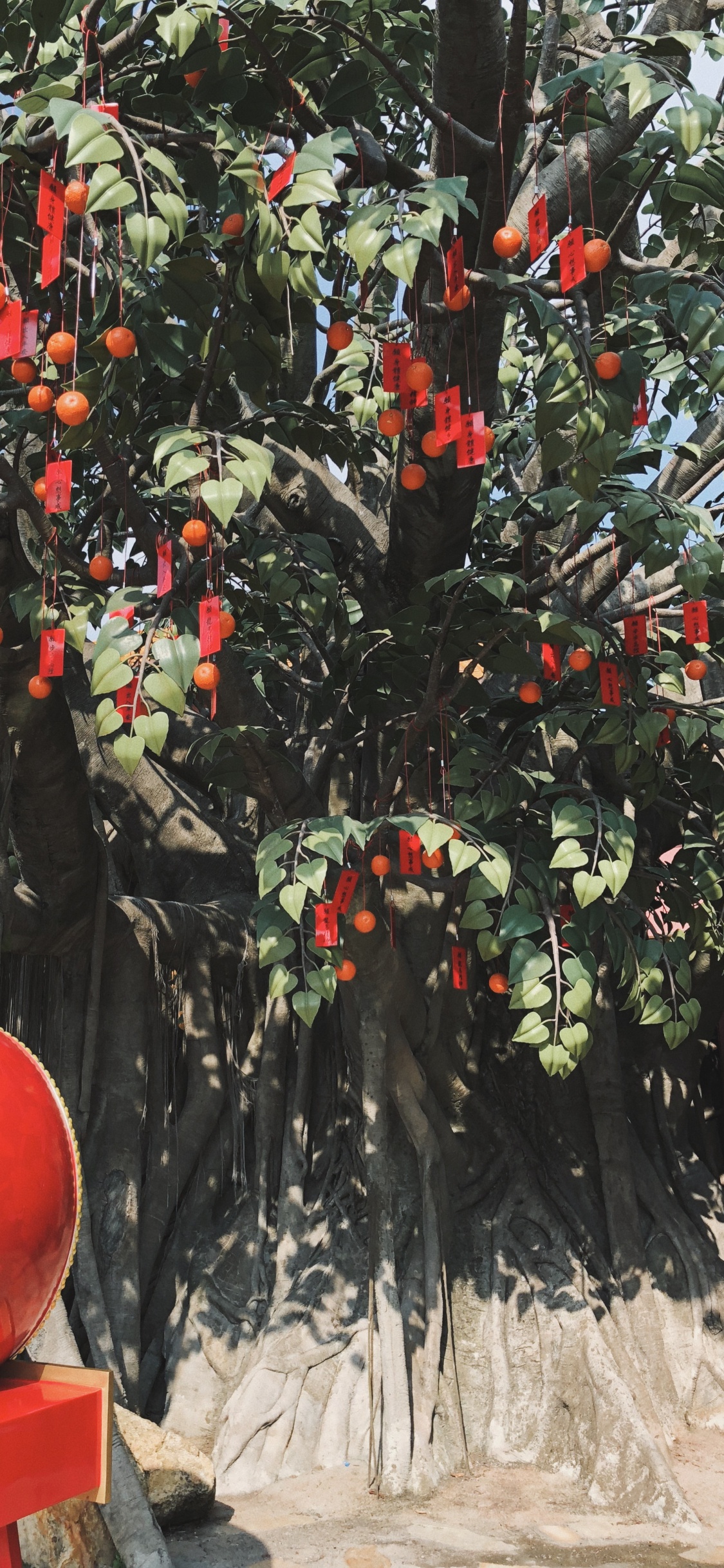 Baum, Biologie, Wissenschaft, Obstbaum, Woody Pflanze. Wallpaper in 1125x2436 Resolution