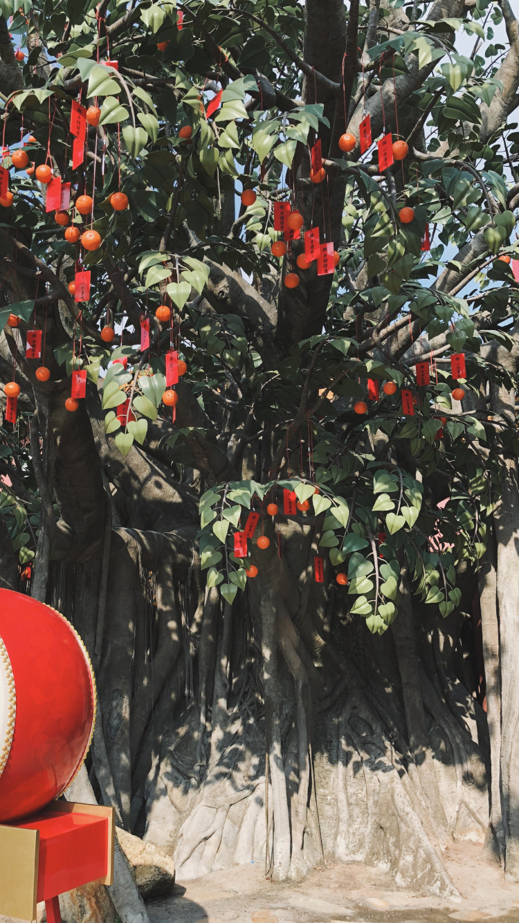 Biología, Ciencia, Árbol de la Fruta, Planta Leñosa, Producir. Wallpaper in 750x1334 Resolution