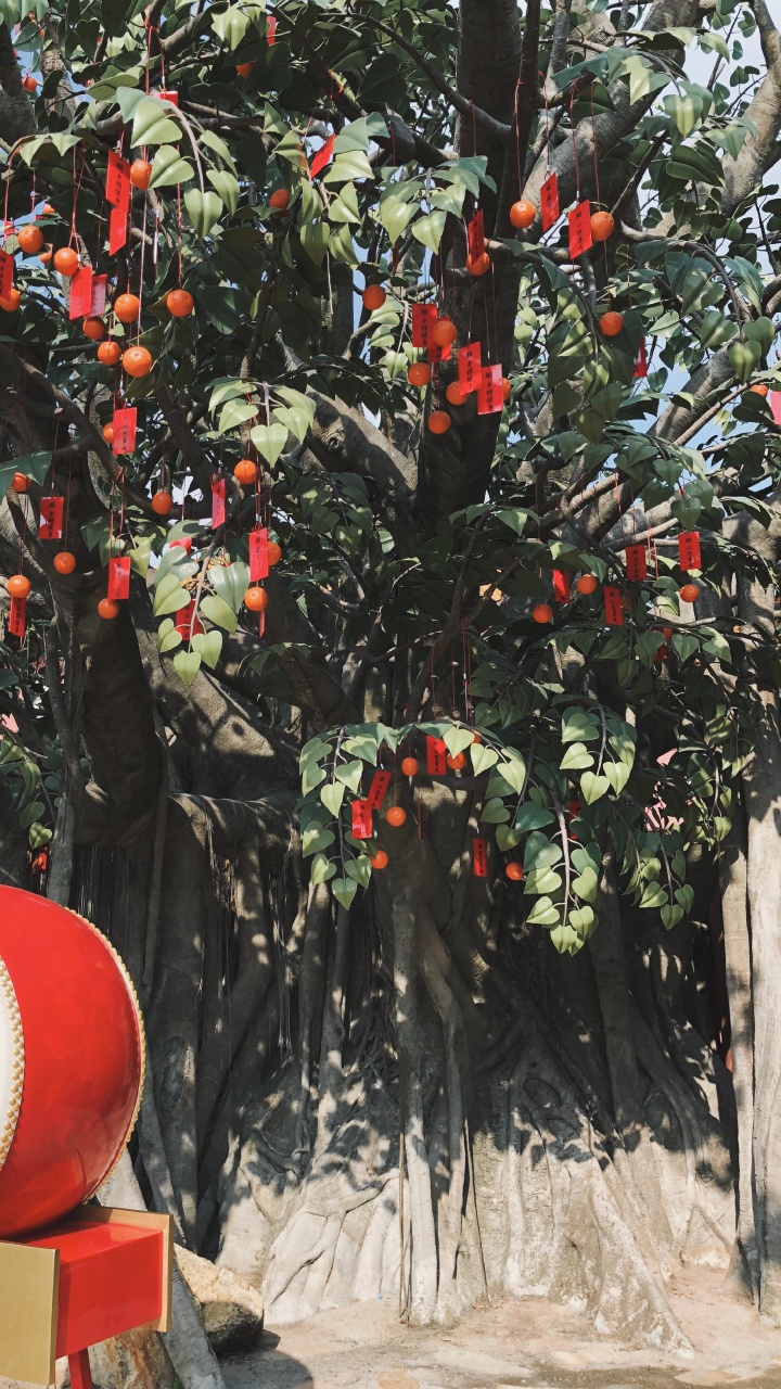 生物学, 科学, 果树, 木本植物, 产生 壁纸 720x1280 允许