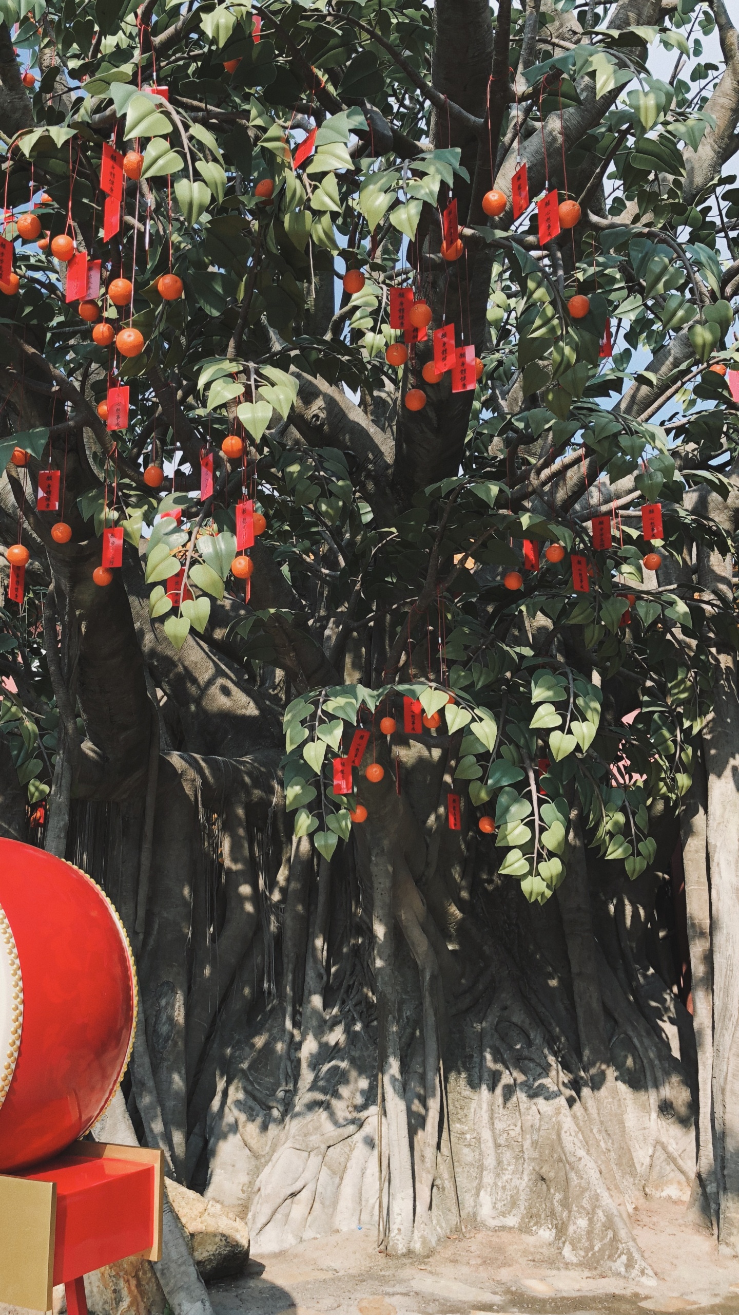 Tree, Biology, Science, Fruit Tree, Woody Plant. Wallpaper in 1440x2560 Resolution