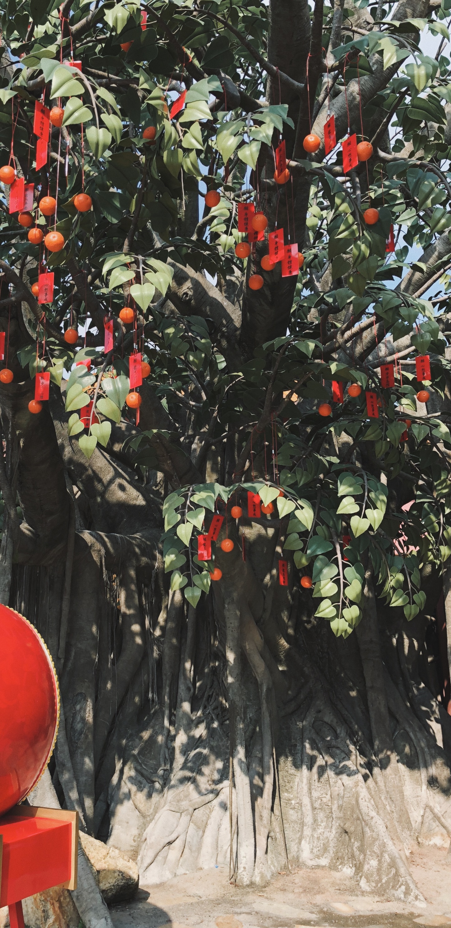 Tree, Biology, Science, Fruit Tree, Woody Plant. Wallpaper in 1440x2960 Resolution