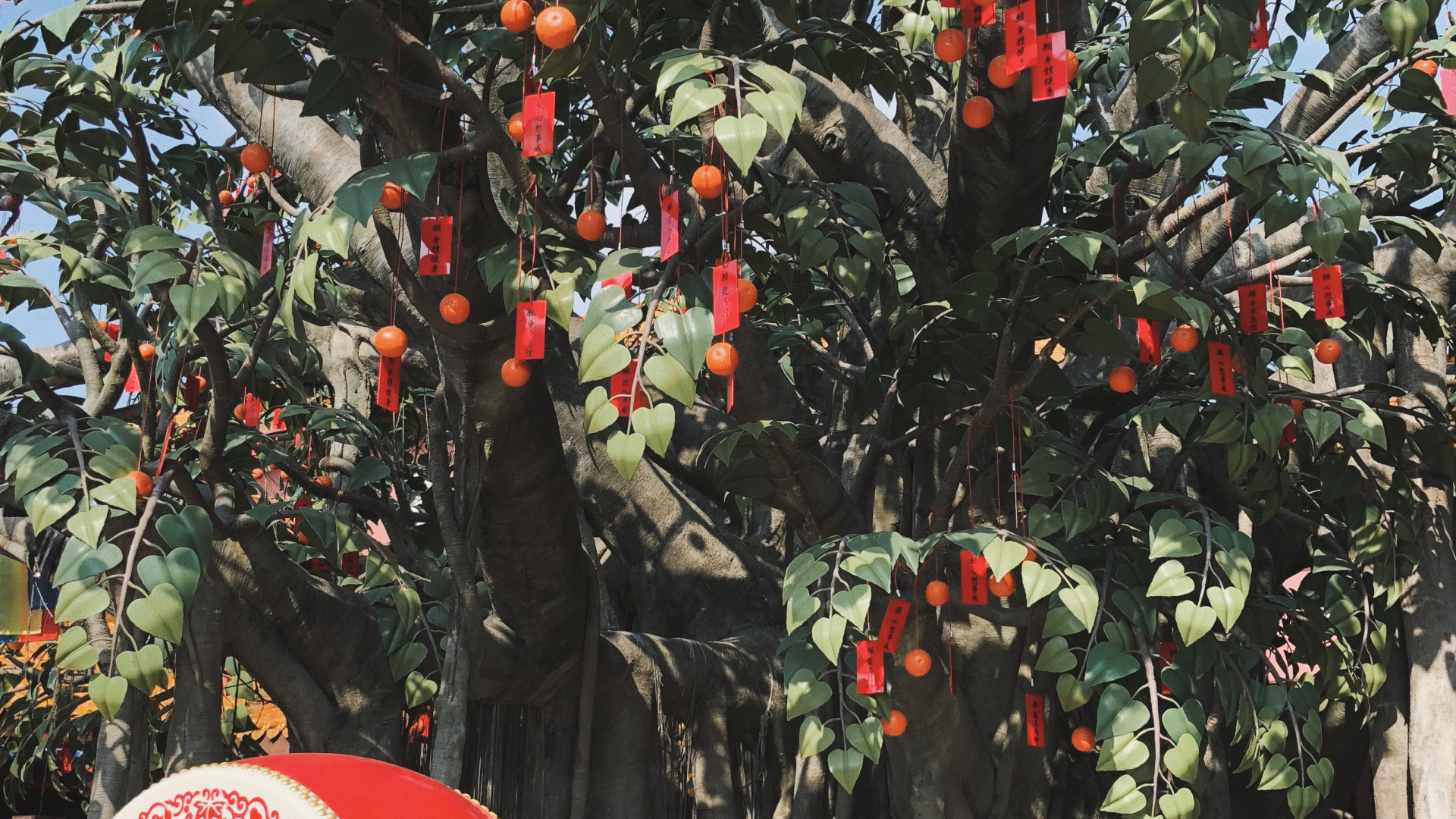 Tree, Biology, Science, Fruit Tree, Woody Plant. Wallpaper in 1920x1080 Resolution