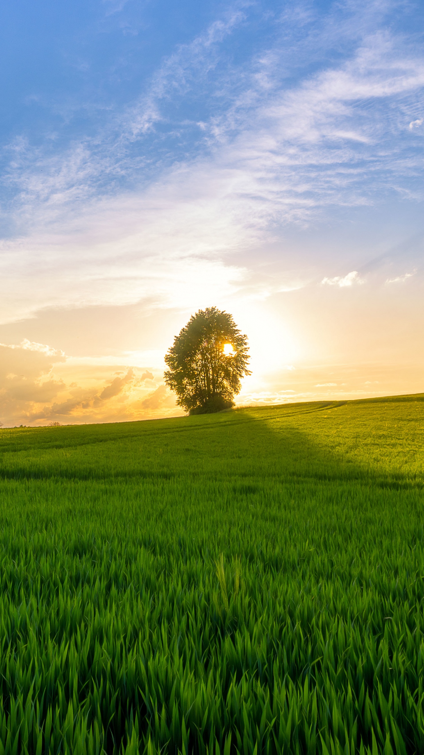 Campo de Hierba Verde Bajo un Cielo Azul Durante el Día. Wallpaper in 1440x2560 Resolution