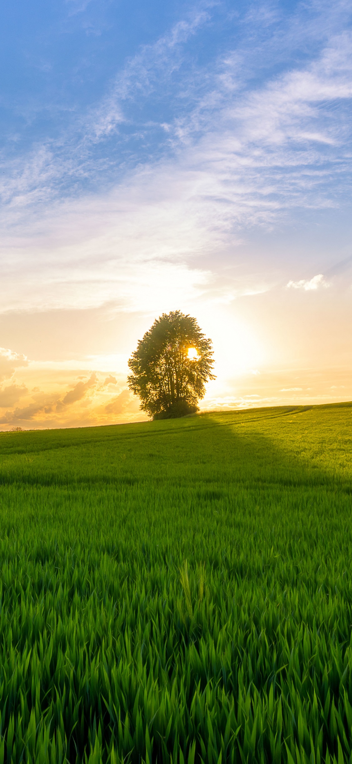 Champ D'herbe Verte Sous Ciel Bleu Pendant la Journée. Wallpaper in 1125x2436 Resolution