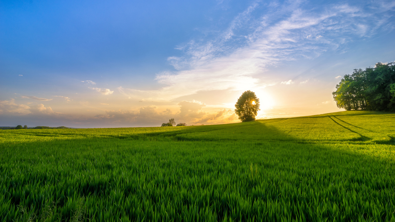 Champ D'herbe Verte Sous Ciel Bleu Pendant la Journée. Wallpaper in 1280x720 Resolution