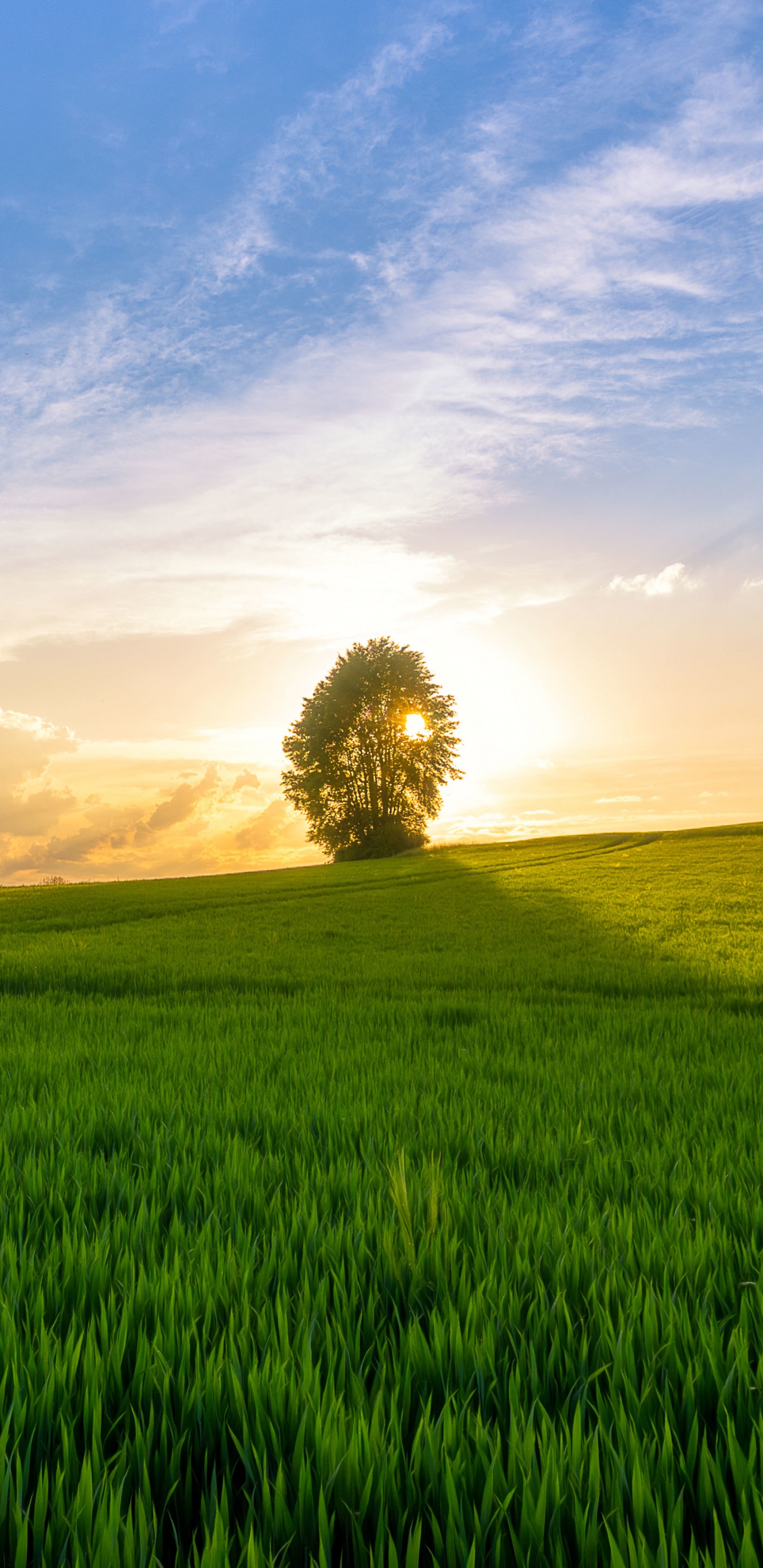 Tagsüber Grüne Wiese Unter Blauem Himmel. Wallpaper in 1440x2960 Resolution