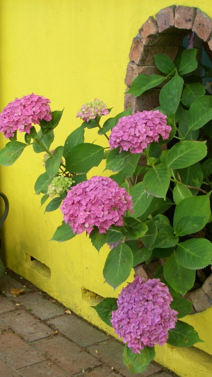 Purple Flowers in Blue Ceramic Vase Beside Blue Ceramic Vase. Wallpaper in 720x1280 Resolution