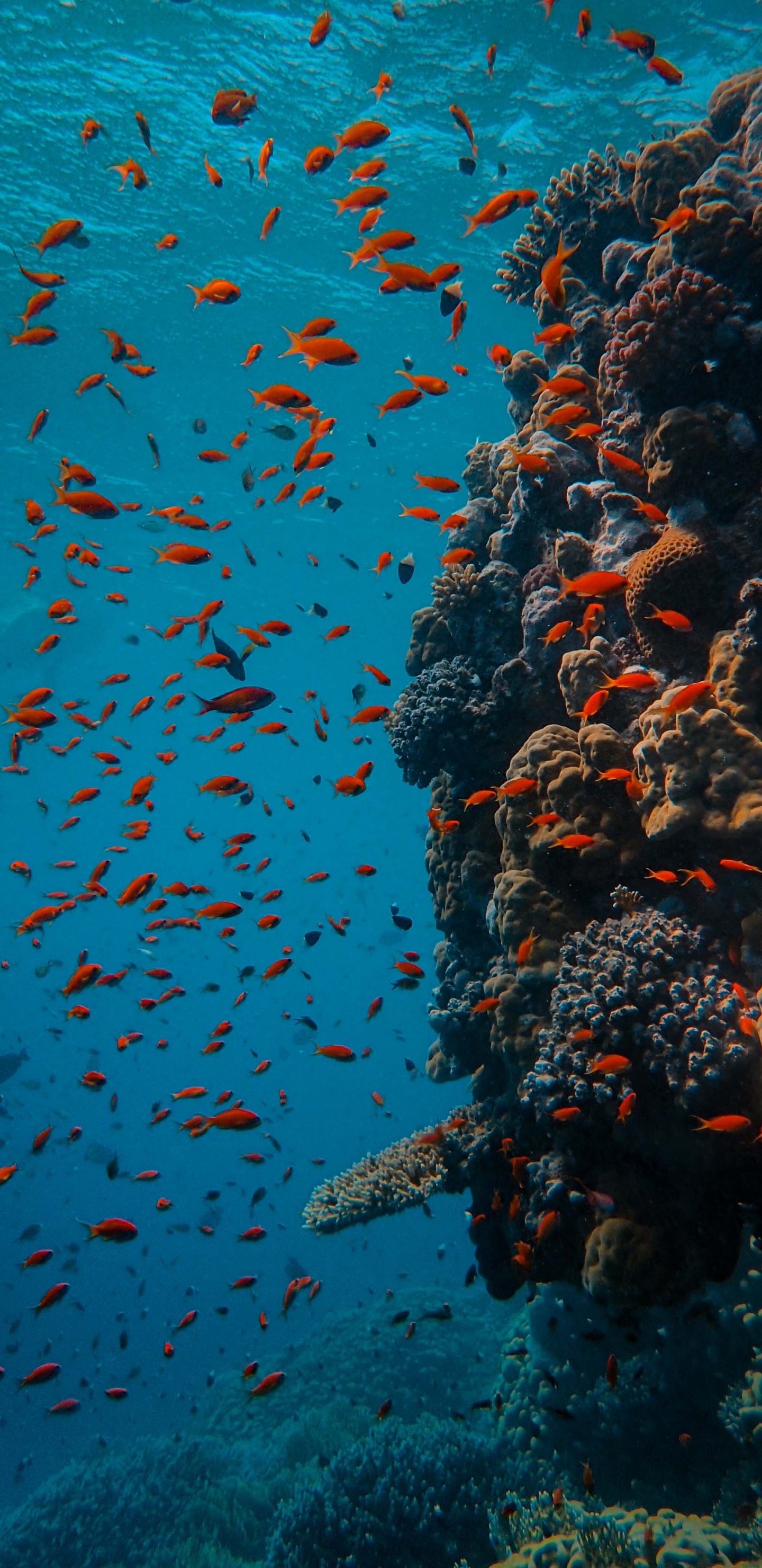 Banc de Poissons Dans le Plan D'eau. Wallpaper in 1440x2960 Resolution