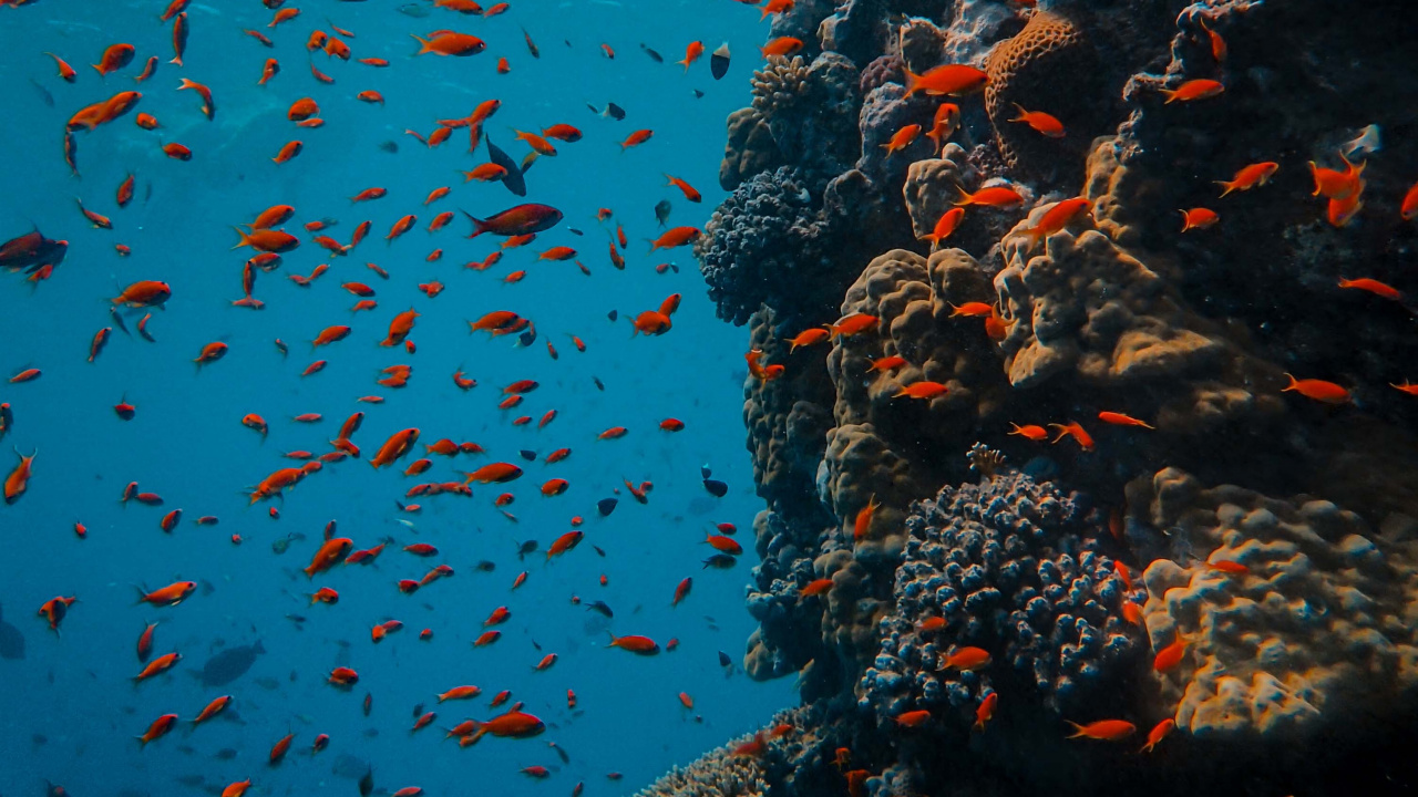 Banco de Peces en el Cuerpo de Agua. Wallpaper in 1280x720 Resolution