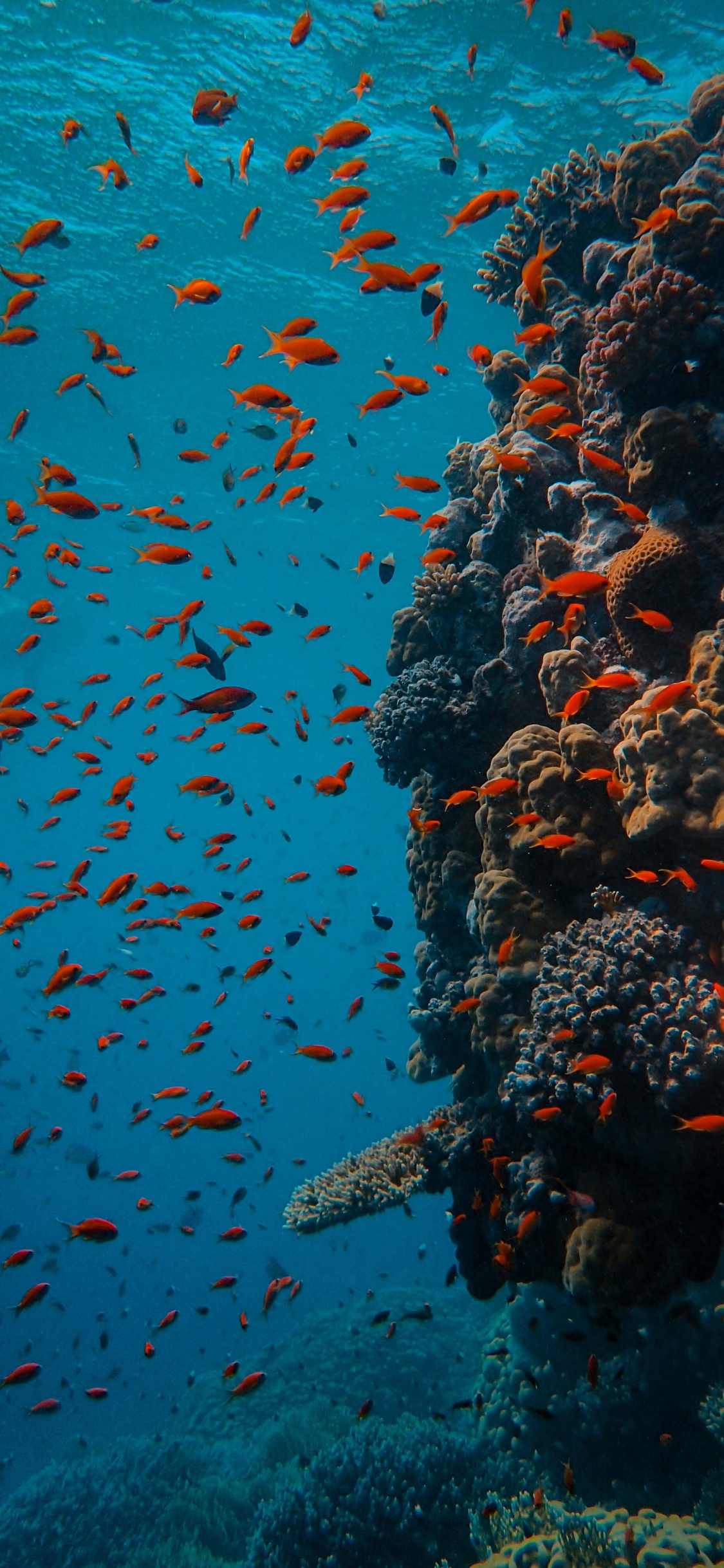 School of Fish in Body of Water. Wallpaper in 1125x2436 Resolution