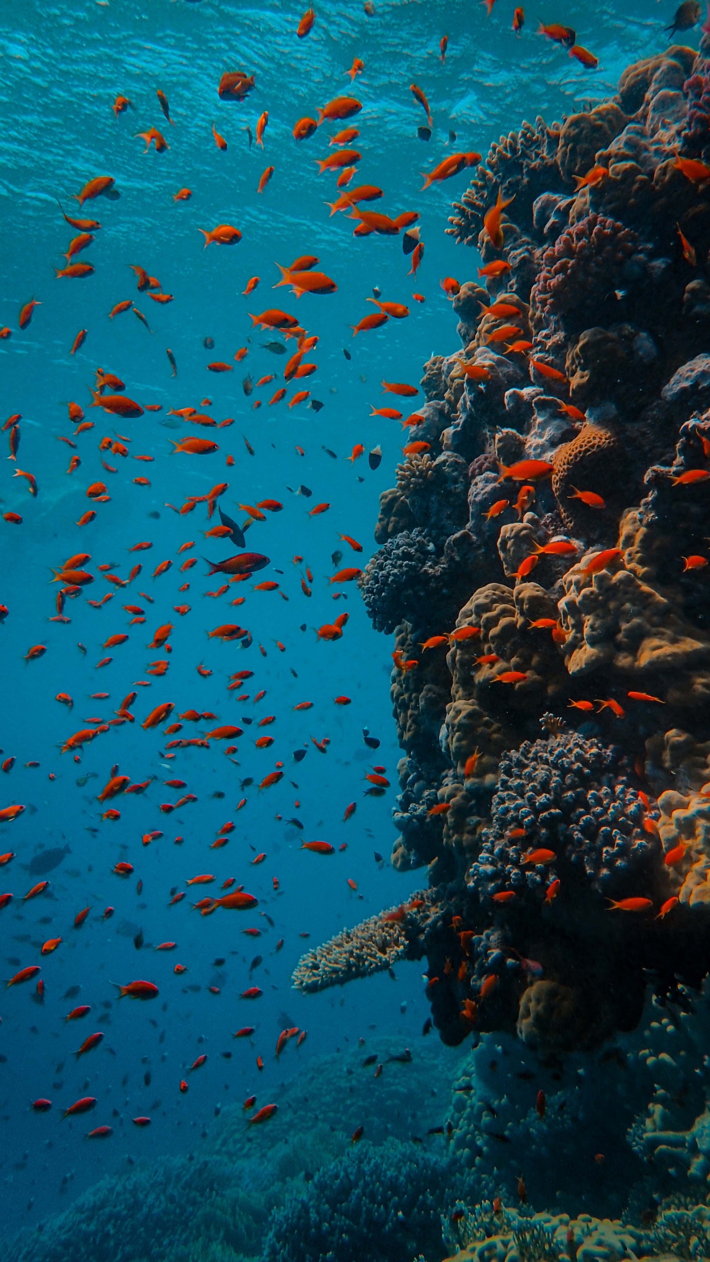 School of Fish in Body of Water. Wallpaper in 1440x2560 Resolution