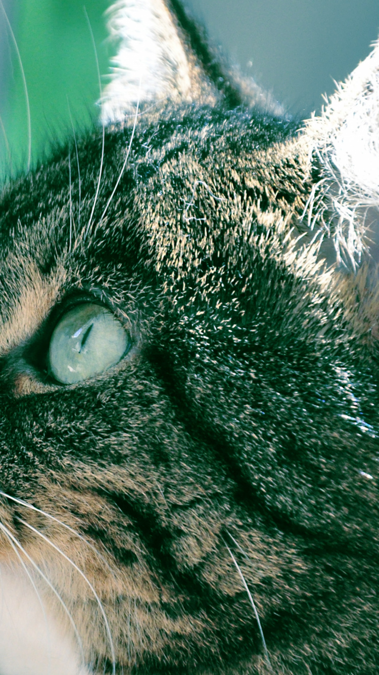 Gato Atigrado Marrón en Fotografía de Cerca. Wallpaper in 750x1334 Resolution