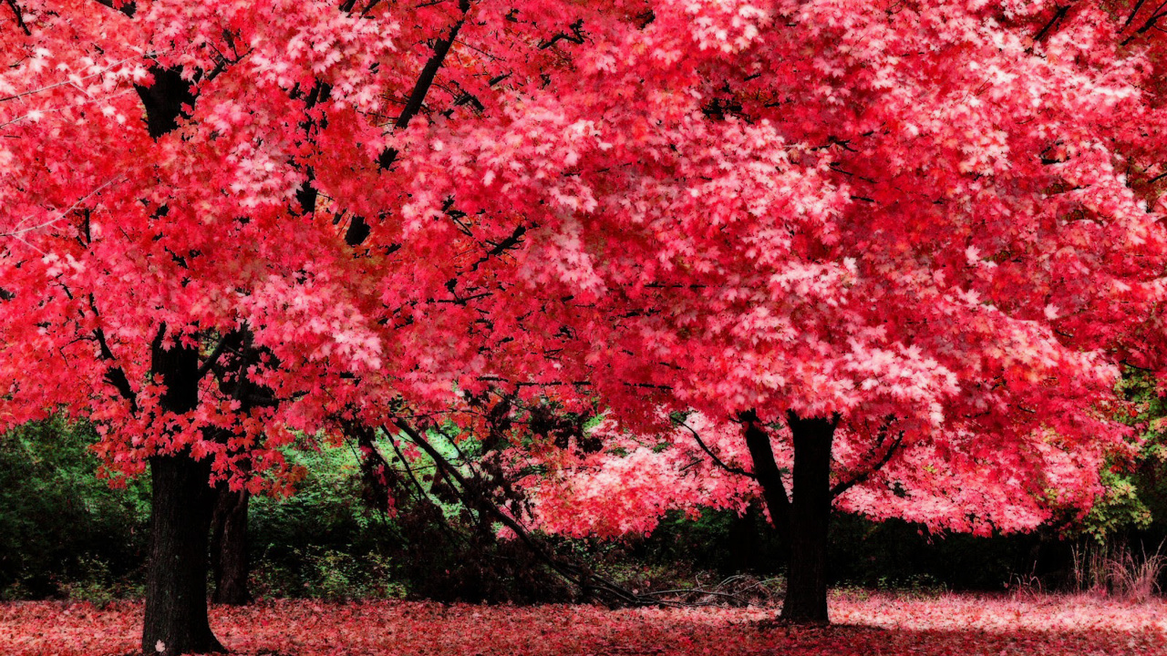 Arbres à Feuilles Rouges Sur Terrain D'herbe Brune Pendant la Journée. Wallpaper in 1280x720 Resolution