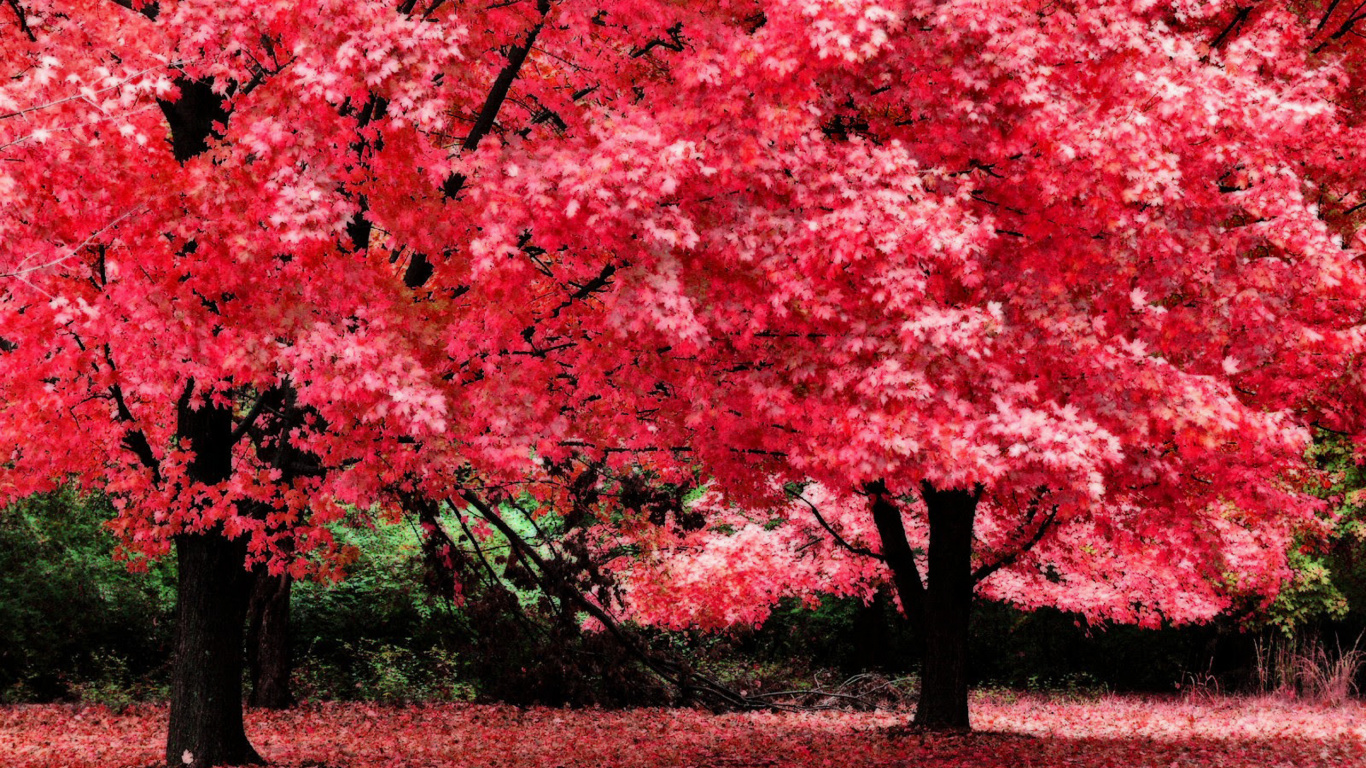 Arbres à Feuilles Rouges Sur Terrain D'herbe Brune Pendant la Journée. Wallpaper in 1366x768 Resolution