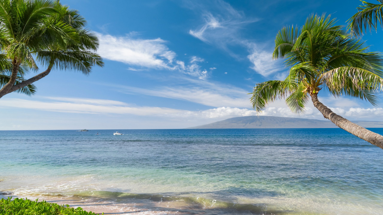 Green Palm Tree Near Sea Under Blue Sky During Daytime. Wallpaper in 1280x720 Resolution