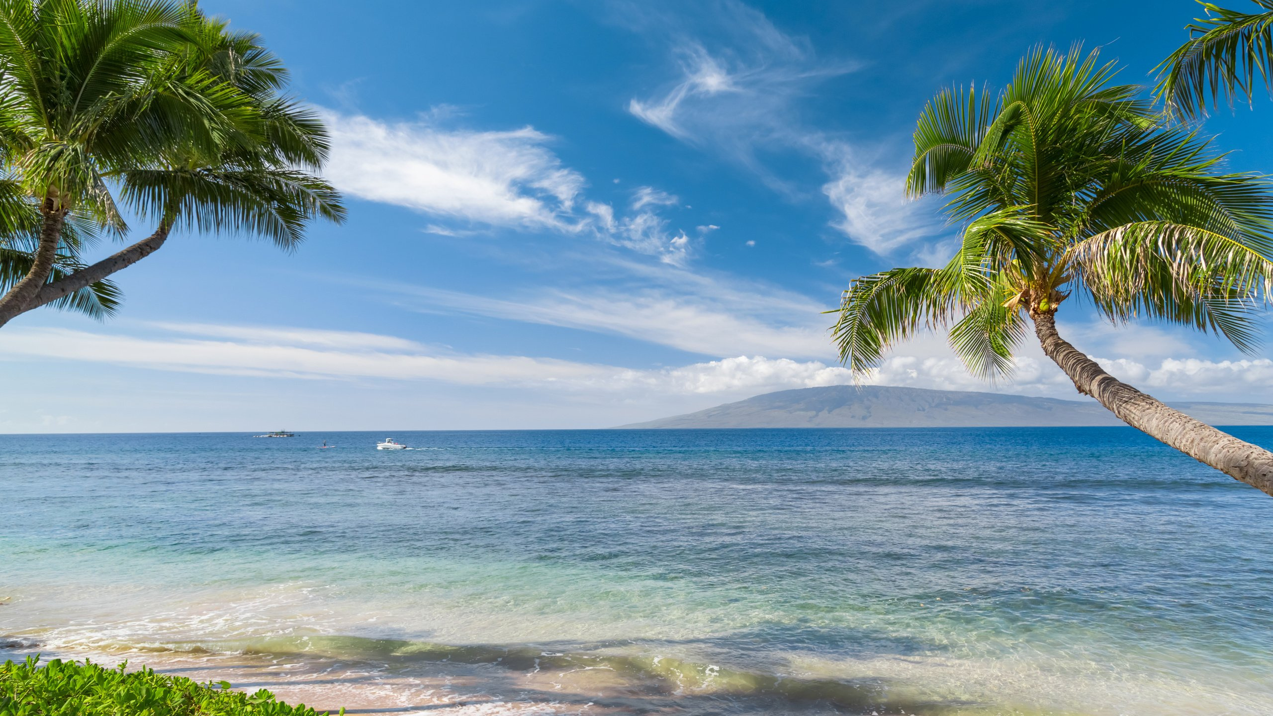 Green Palm Tree Near Sea Under Blue Sky During Daytime. Wallpaper in 2560x1440 Resolution