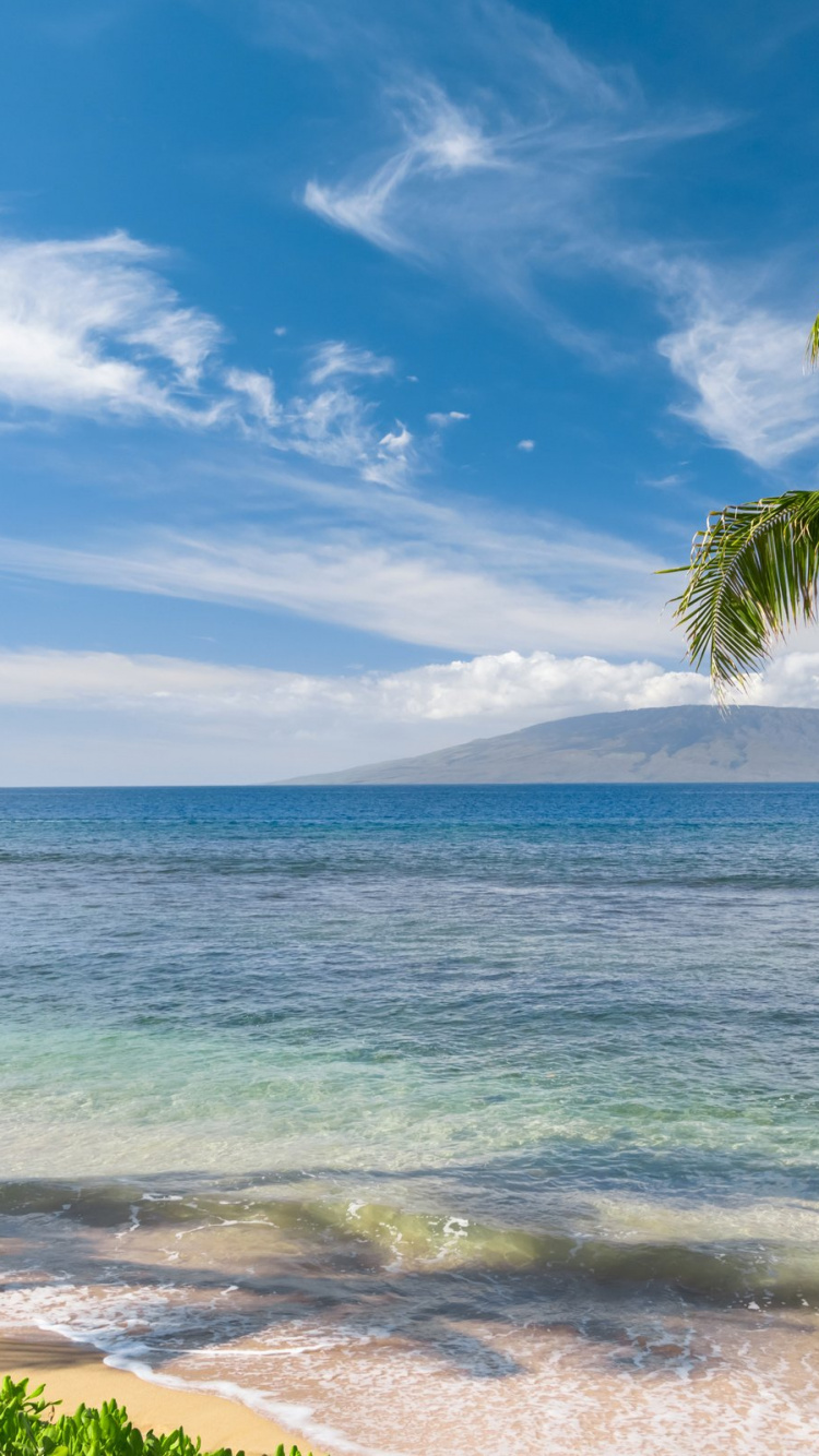 Green Palm Tree Near Sea Under Blue Sky During Daytime. Wallpaper in 750x1334 Resolution