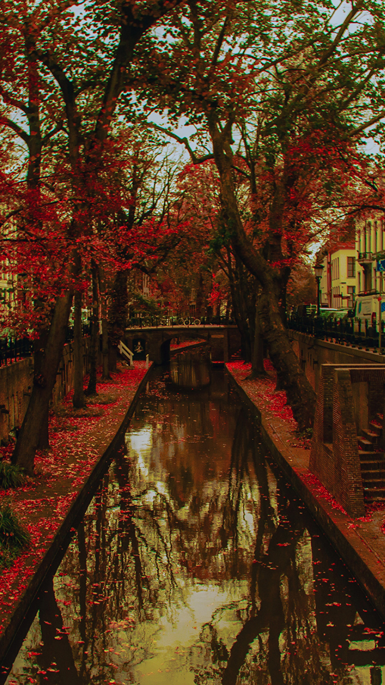 Feuilles Rouges Près du Plan D'eau Pendant la Journée. Wallpaper in 750x1334 Resolution