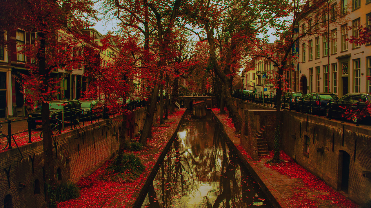 Rote Blätter Bäume in Der Nähe Von Gewässern Tagsüber. Wallpaper in 1280x720 Resolution