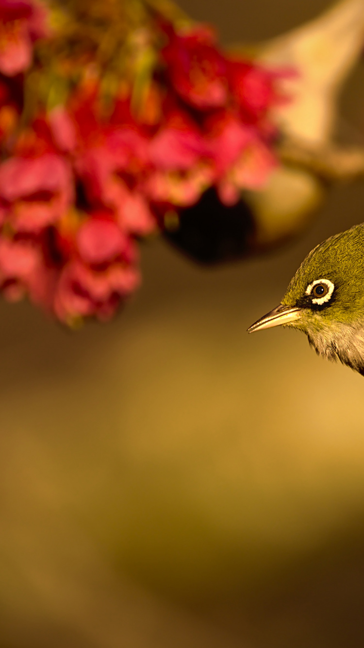 Flora, Birds, Bird, Flower, Pollinator. Wallpaper in 750x1334 Resolution