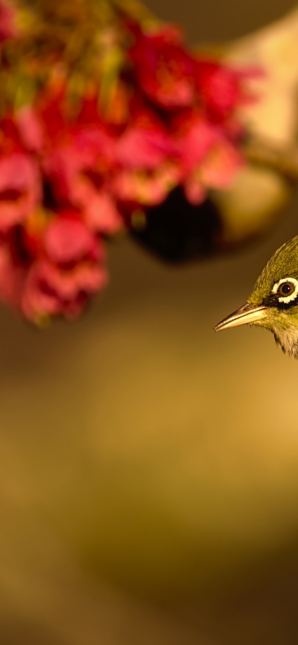 Flore, Oiseau, Pollinisateurs, Bec, Feuille. Wallpaper in 1242x2688 Resolution