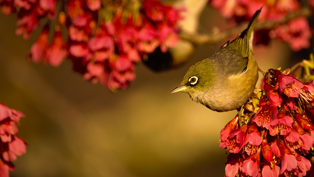 Flore, Oiseau, Pollinisateurs, Bec, Feuille. Wallpaper in 1280x720 Resolution