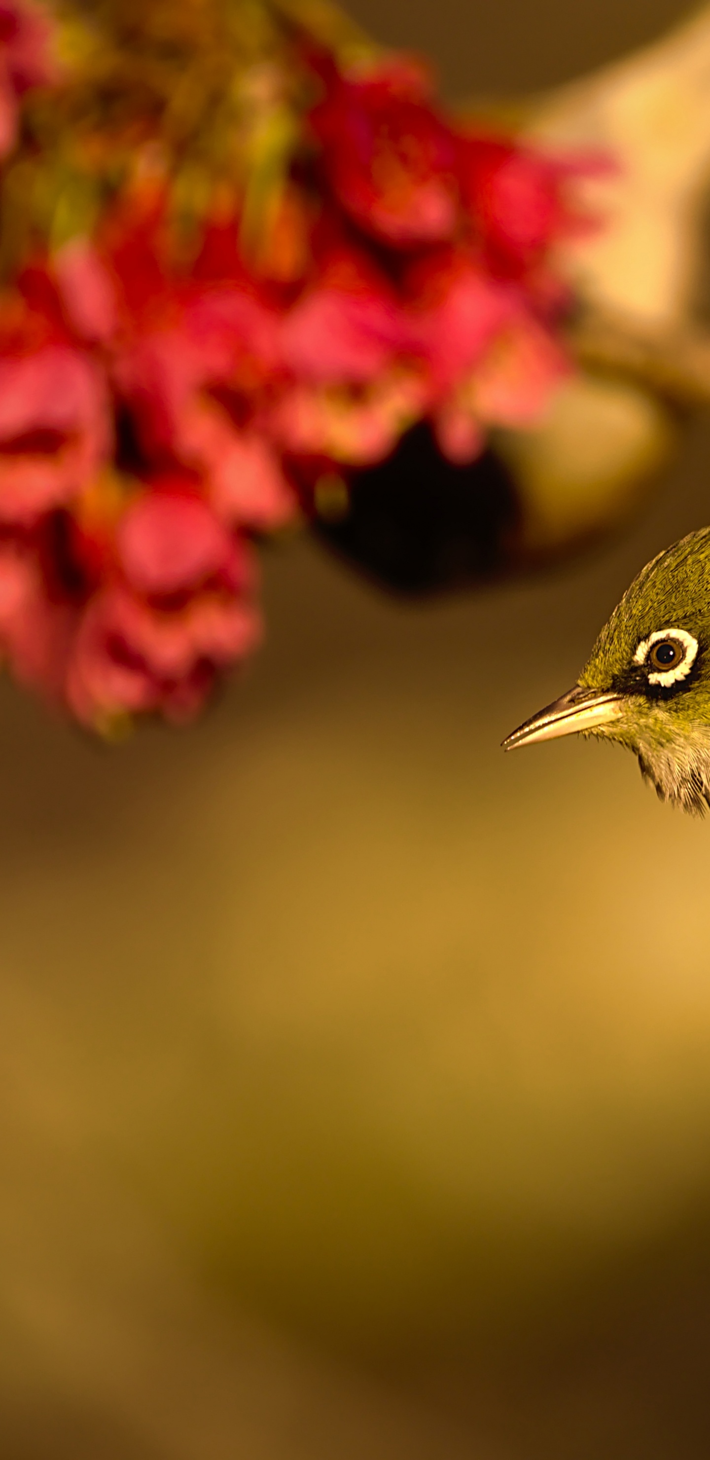Flore, Oiseau, Pollinisateurs, Bec, Feuille. Wallpaper in 1440x2960 Resolution