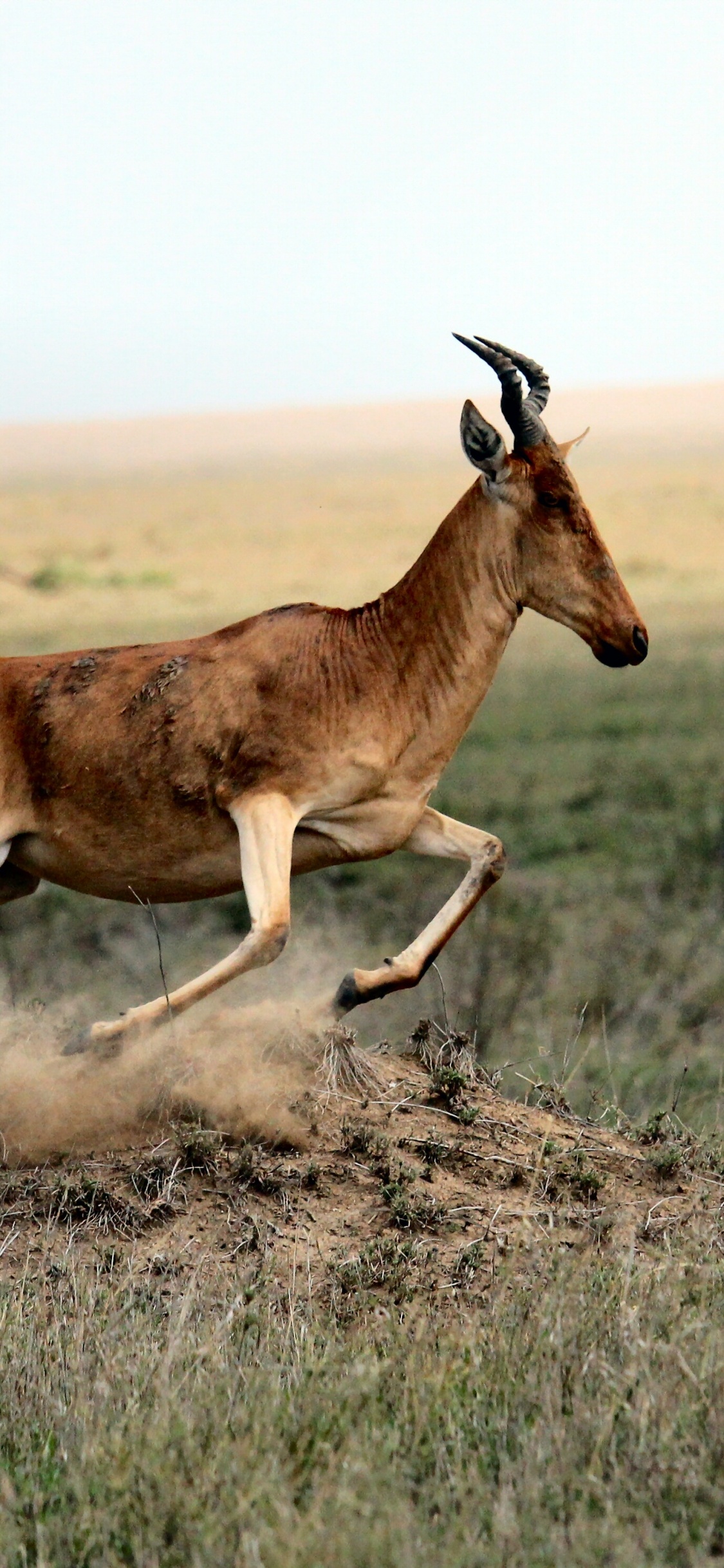 Animal Marrón y Negro en Campo de Hierba Marrón Durante el Día. Wallpaper in 1125x2436 Resolution