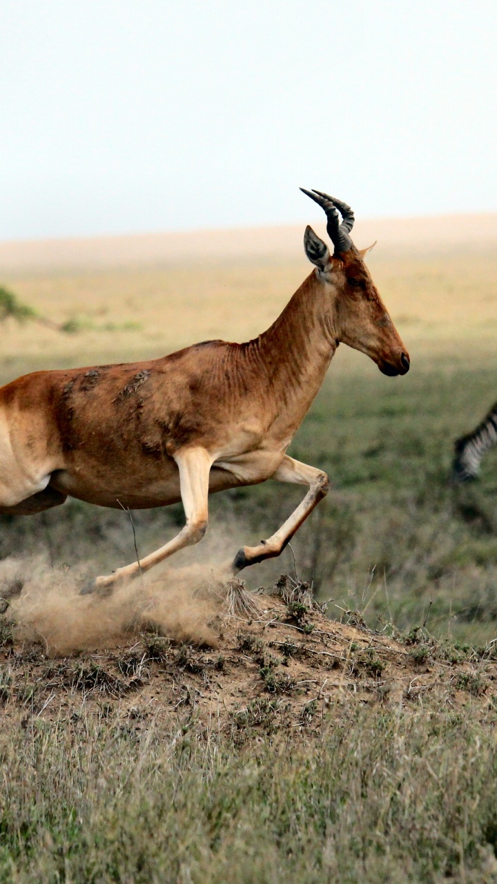Brown and Black Animal on Brown Grass Field During Daytime. Wallpaper in 720x1280 Resolution
