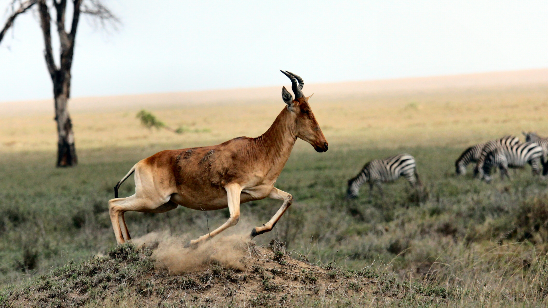 Animal Brun et Noir Sur Terrain D'herbe Brune Pendant la Journée. Wallpaper in 1920x1080 Resolution