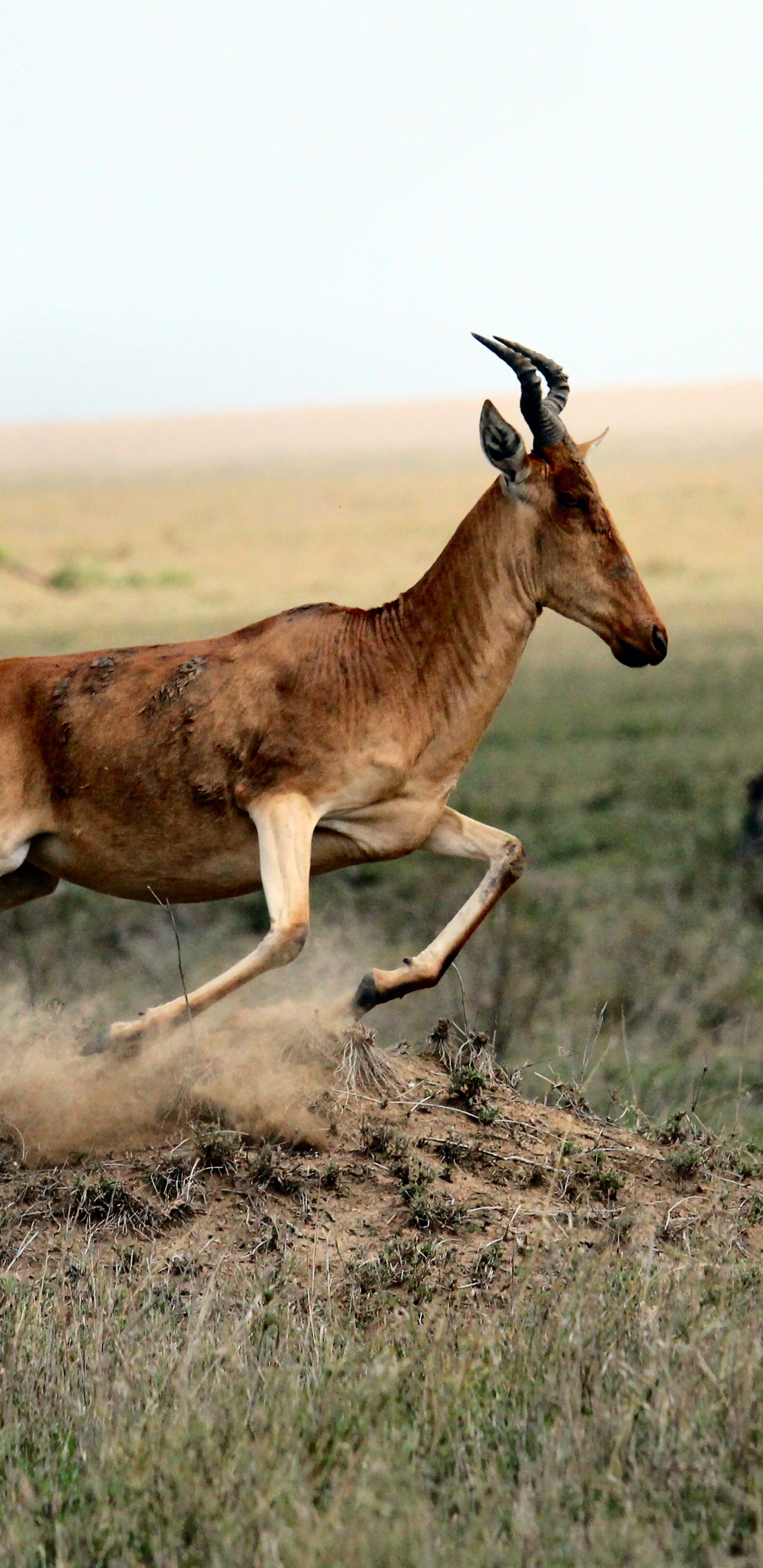 Braunes Und Schwarzes Tier Auf Braunem Grasfeld Tagsüber. Wallpaper in 1440x2960 Resolution
