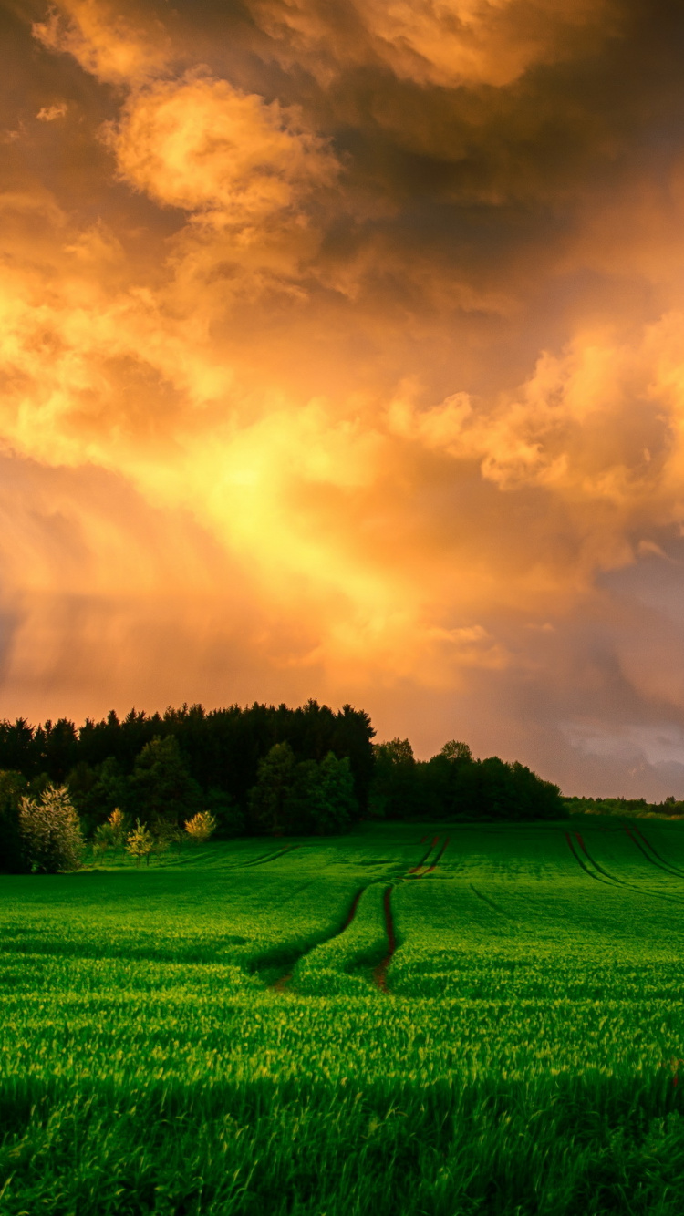 Champ D'herbe Verte Sous un Ciel Nuageux Pendant la Journée. Wallpaper in 750x1334 Resolution