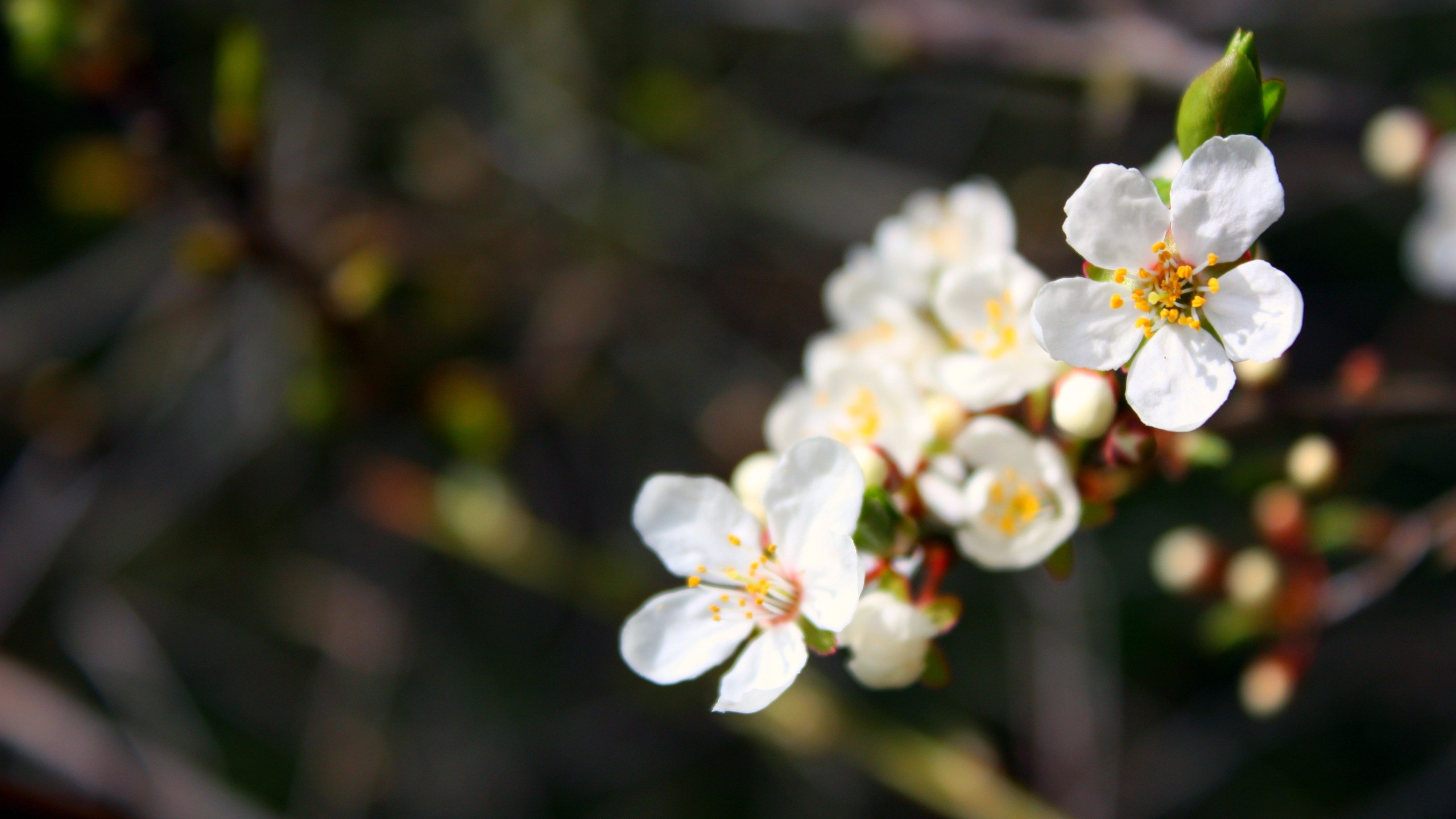 White Cherry Blossom in Close up Photography. Wallpaper in 2560x1440 Resolution