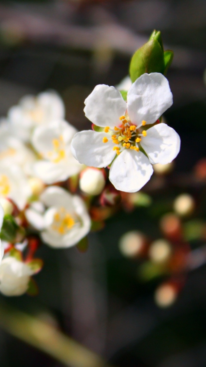 White Cherry Blossom in Close up Photography. Wallpaper in 720x1280 Resolution