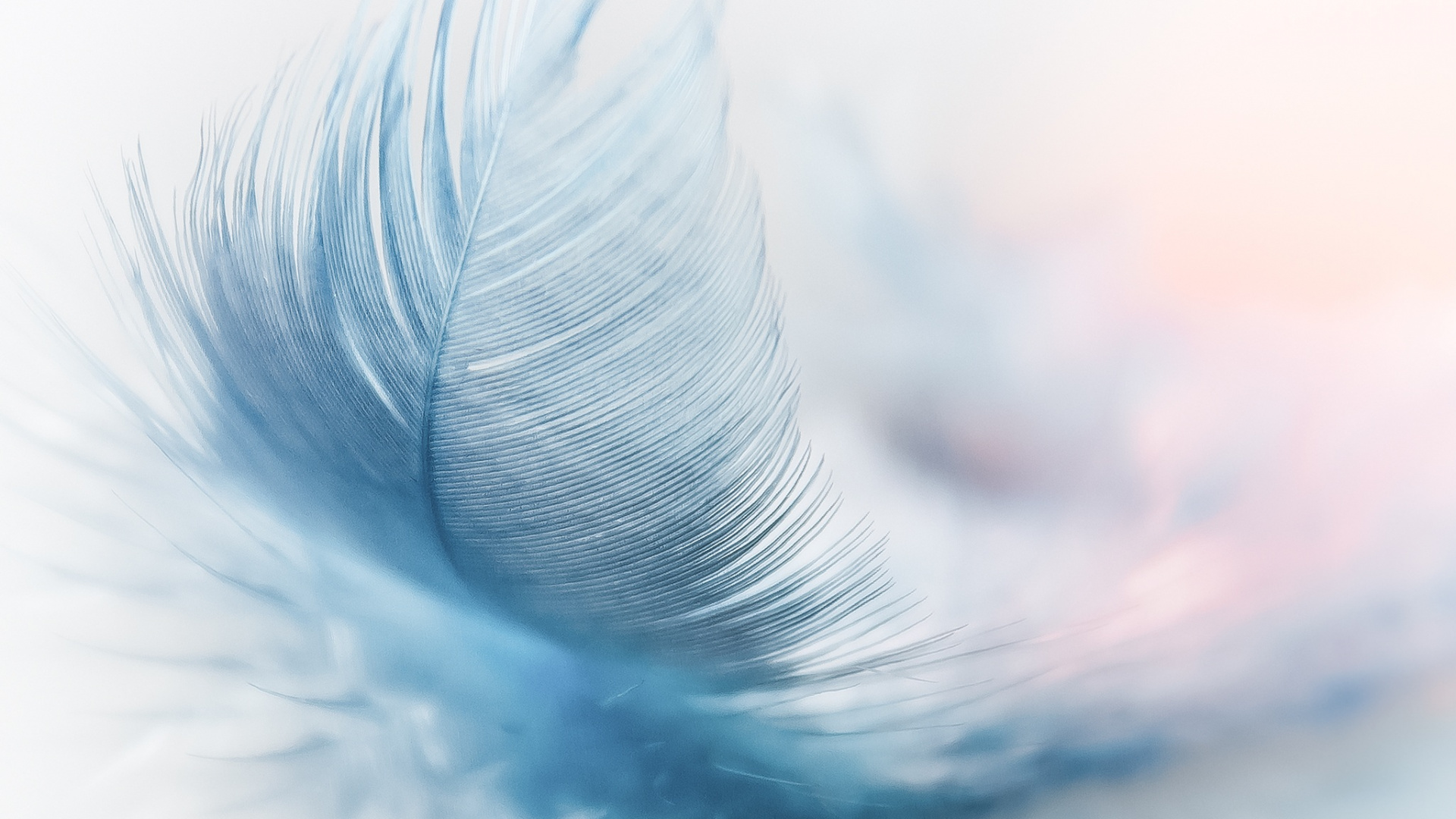 Plume Blanche en Photographie Rapprochée. Wallpaper in 1920x1080 Resolution