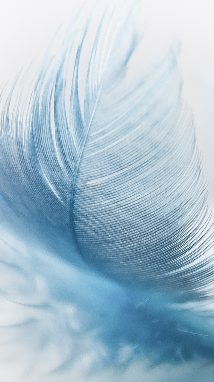 Plume Blanche en Photographie Rapprochée. Wallpaper in 750x1334 Resolution