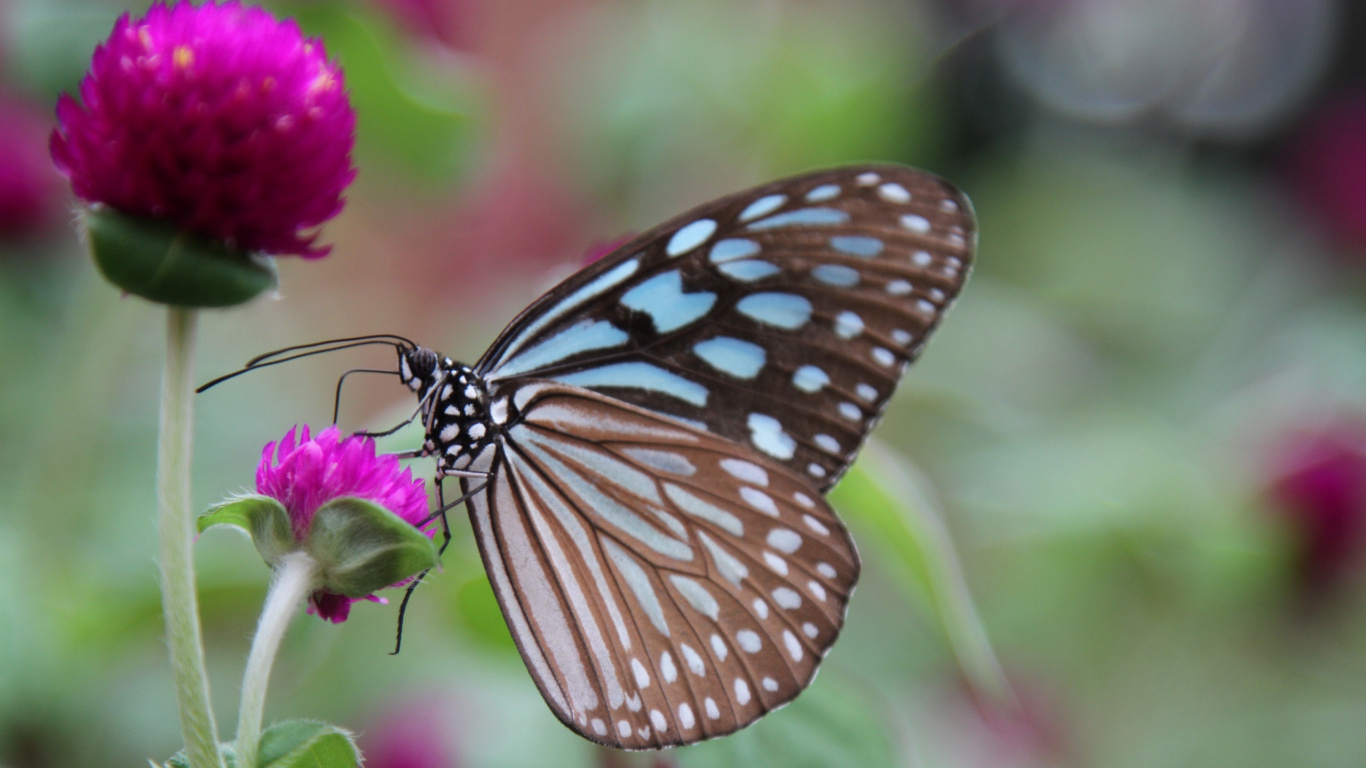 Brown and Black Butterfly Perched on Purple Flower in Close up Photography During Daytime. Wallpaper in 1366x768 Resolution