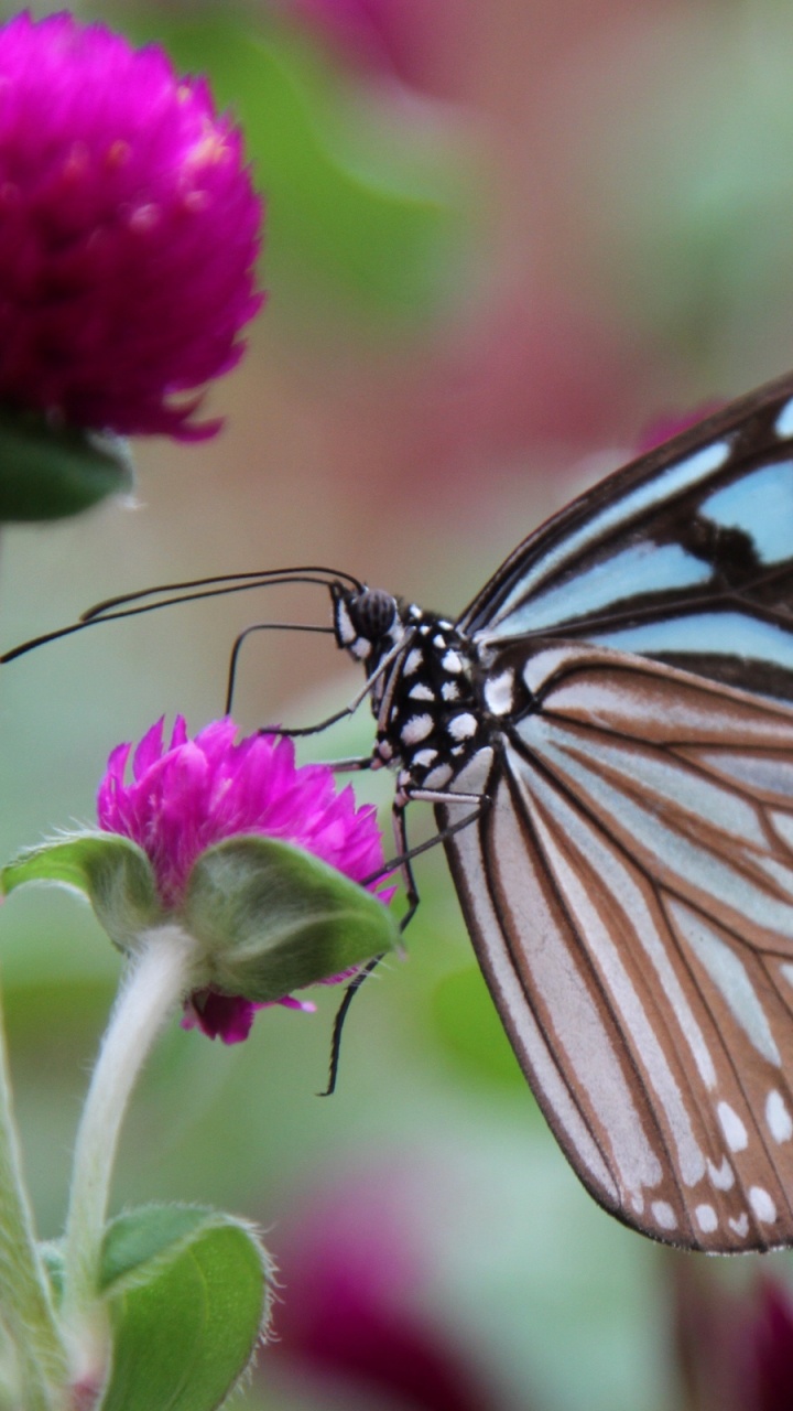 Brown and Black Butterfly Perched on Purple Flower in Close up Photography During Daytime. Wallpaper in 720x1280 Resolution