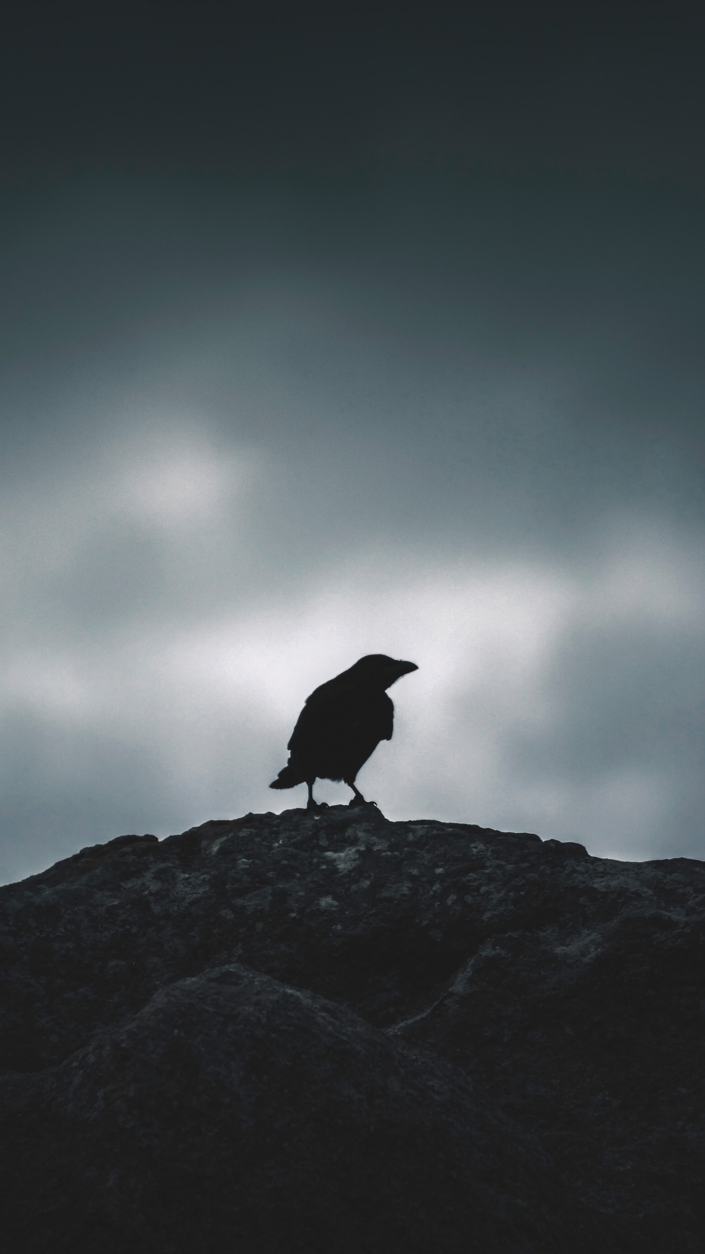 Pájaro Negro Sobre Roca Gris. Wallpaper in 1440x2560 Resolution